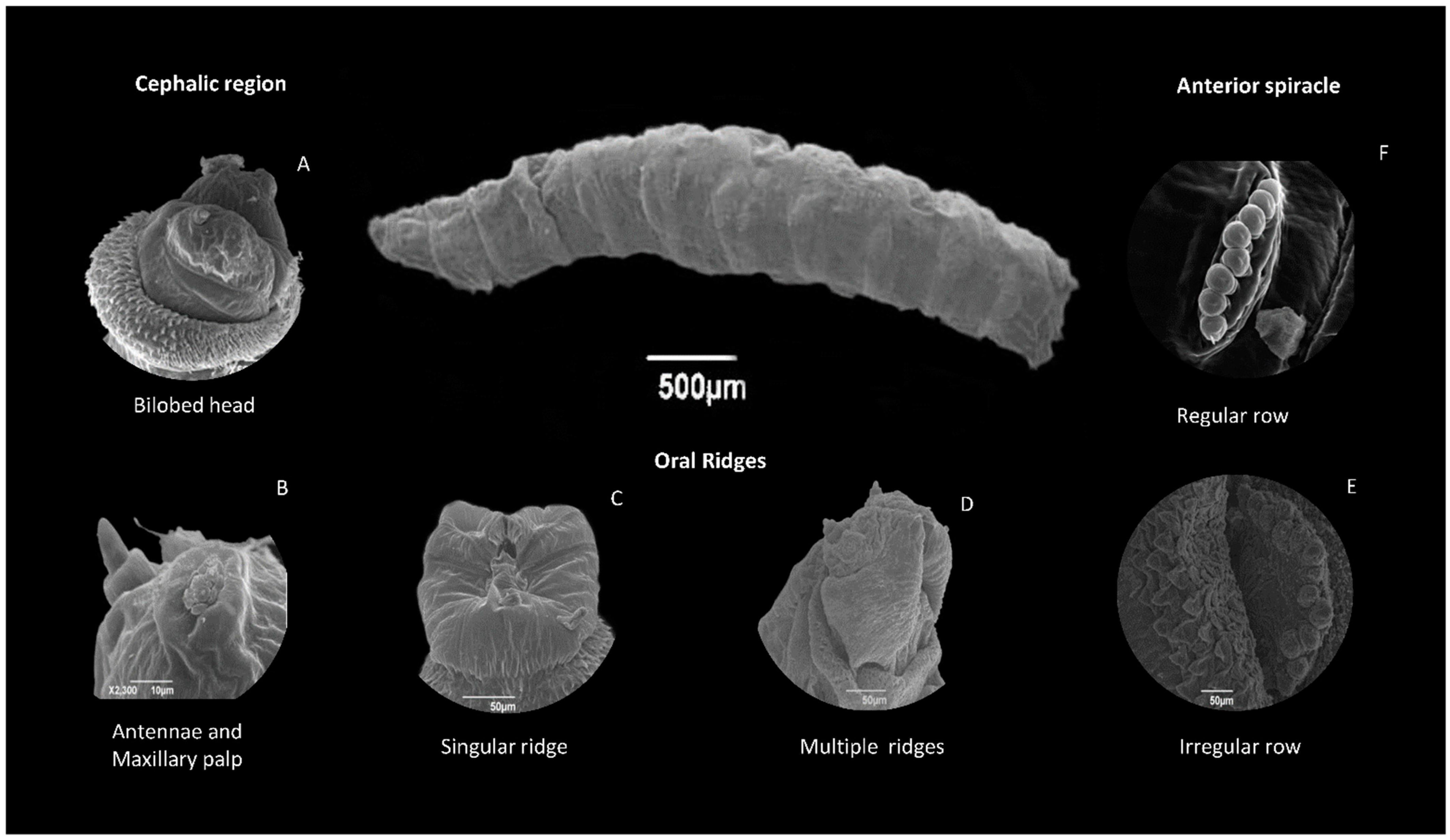 Diversity 16 00599 g002