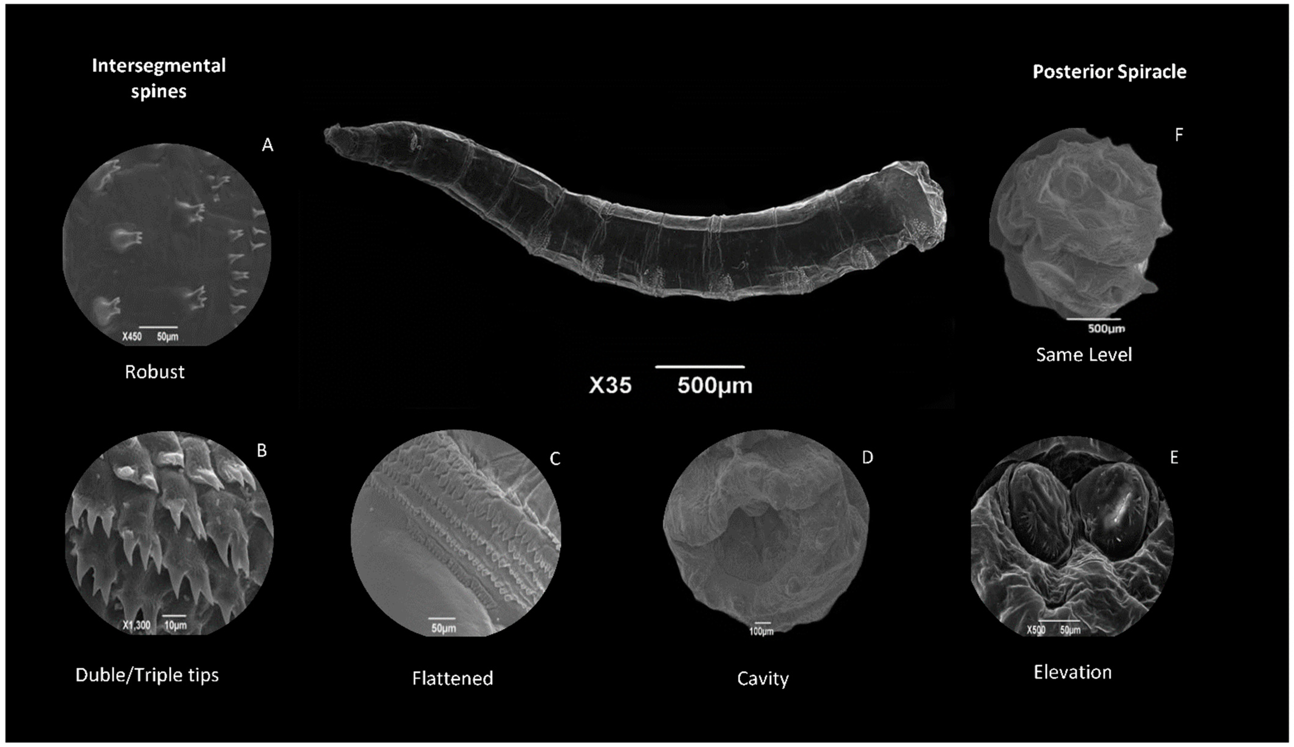 Diversity 16 00599 g003