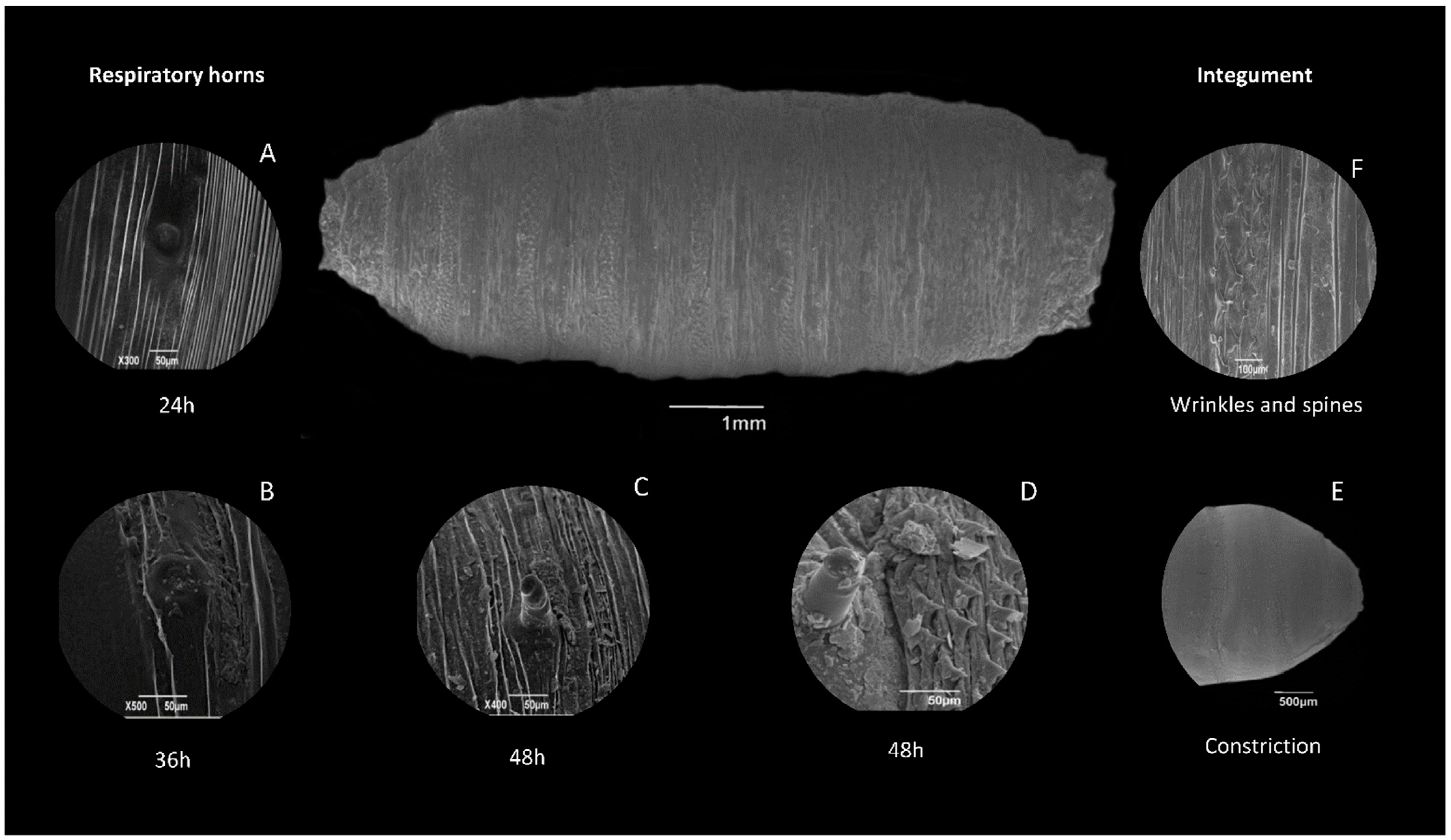 Diversity 16 00599 g004