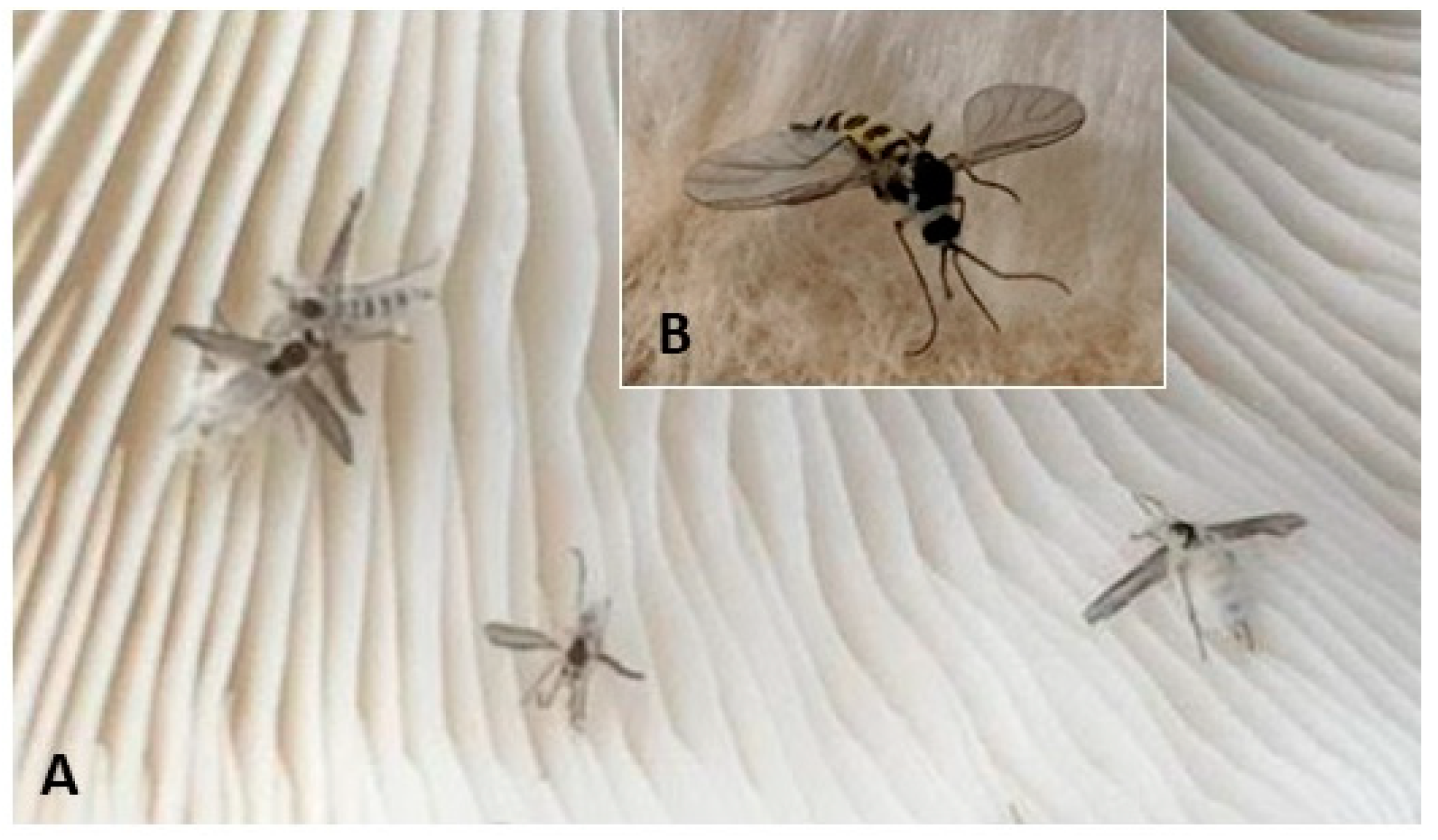 Diversity 16 00603 g002