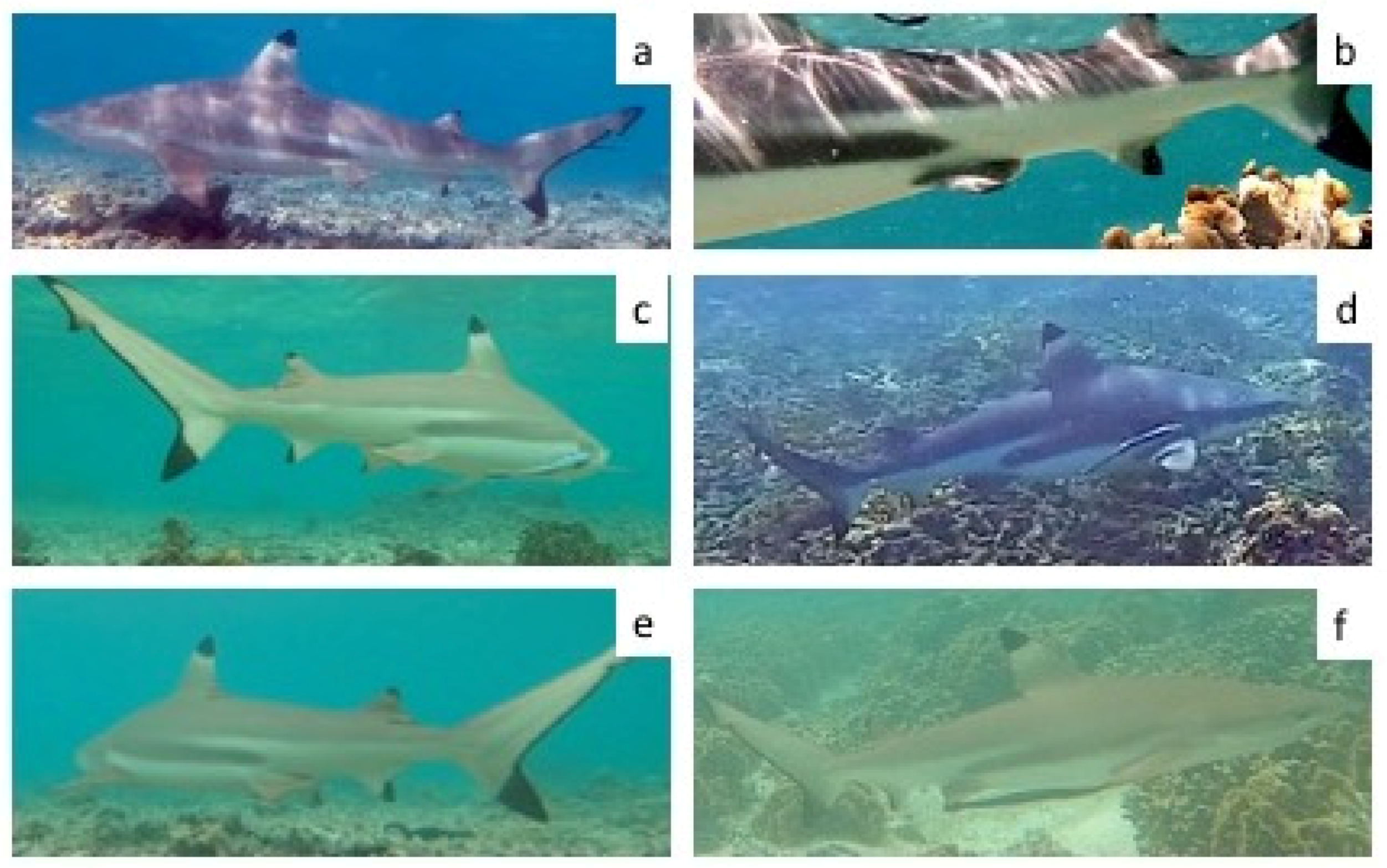 Diversity 16 00606 g015 Diversity 16 00606 g015