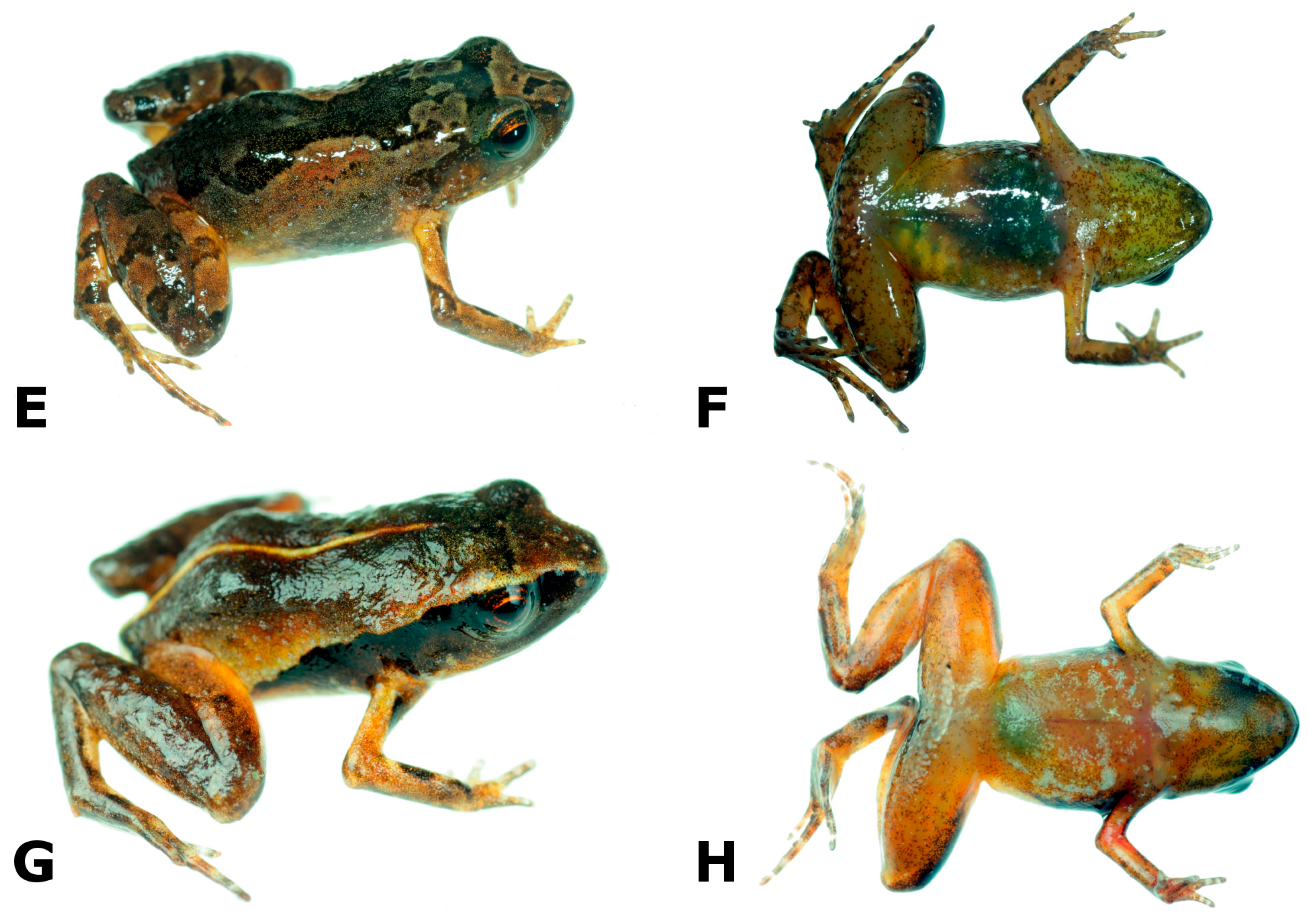 Diversity 16 00613 g003b Diversity 16 00613 g003b