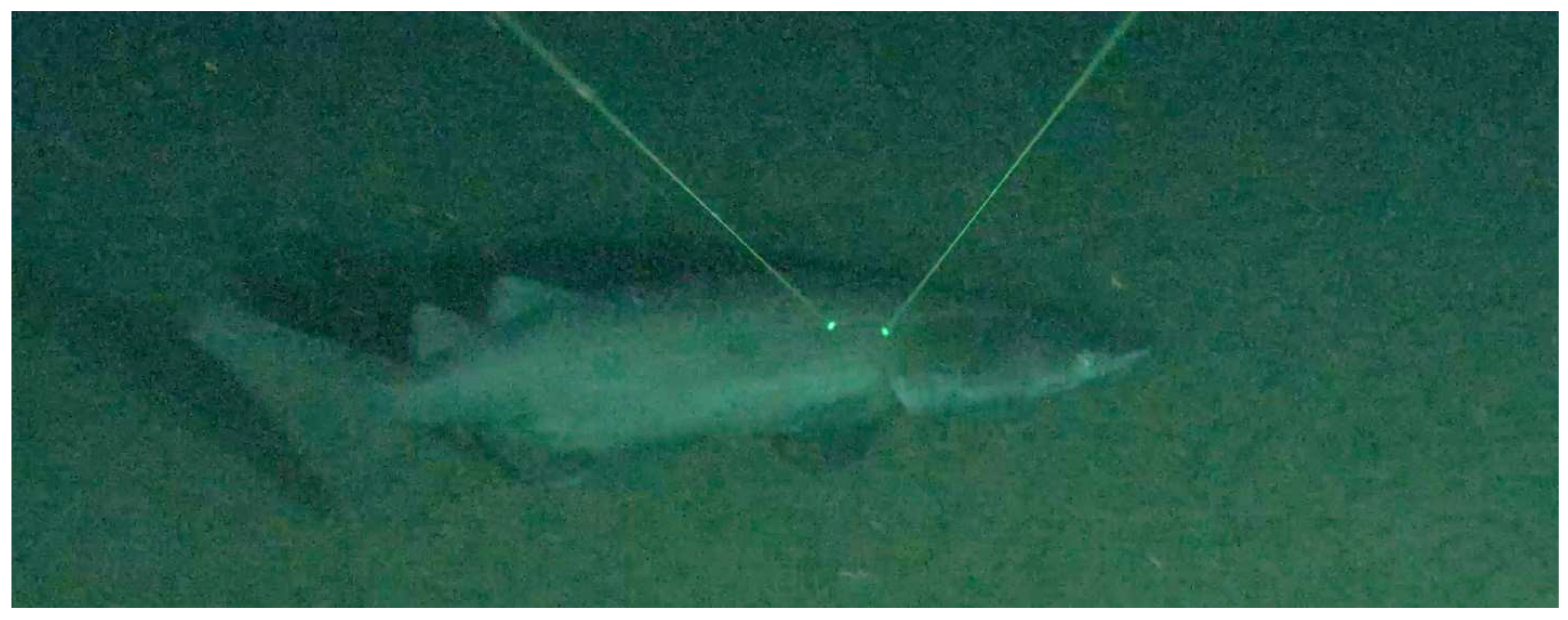 Diversity 16 00614 g004