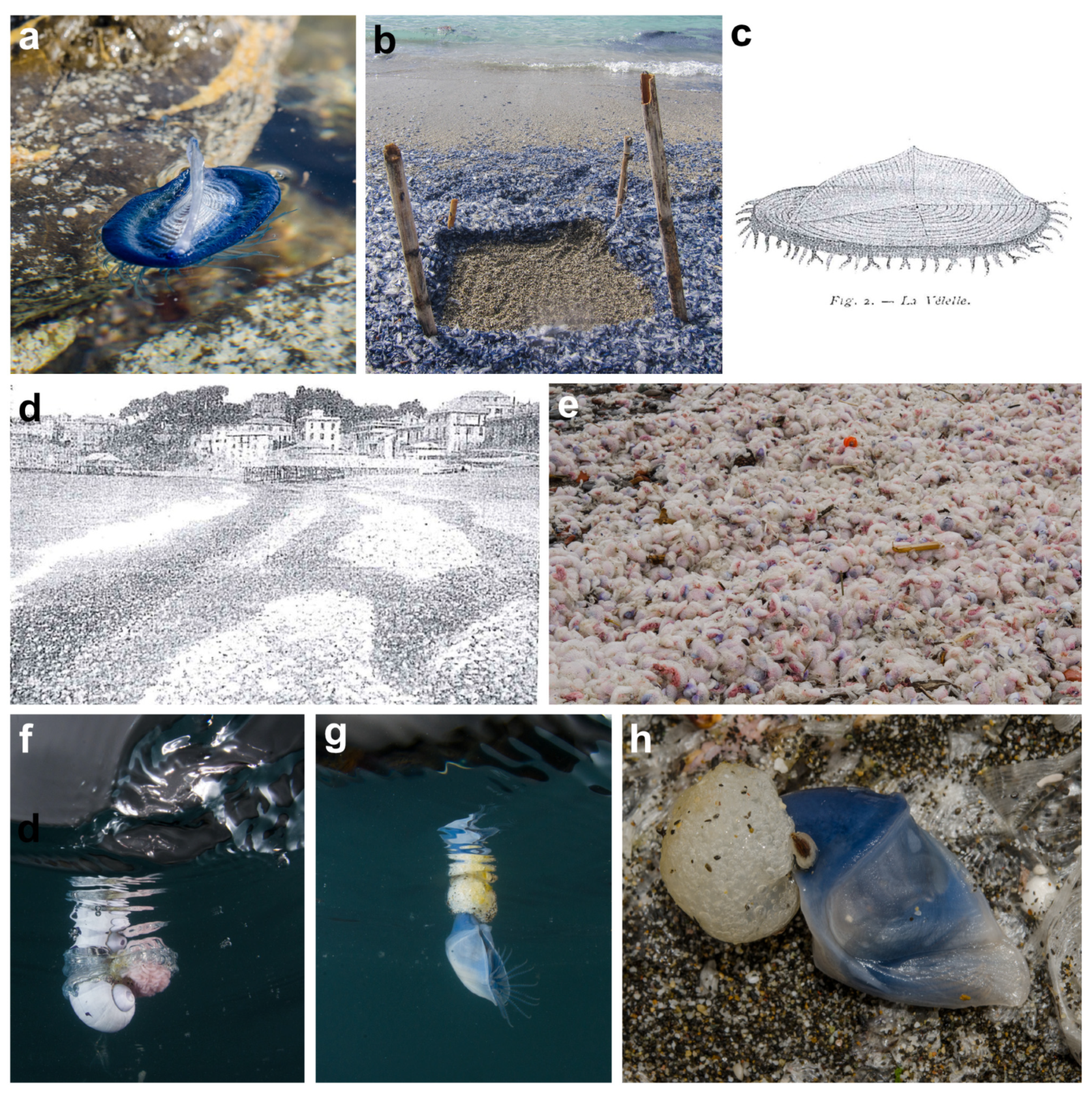 Diversity 16 00629 g005