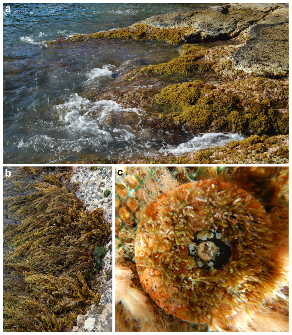 Diversity 16 00629 g006