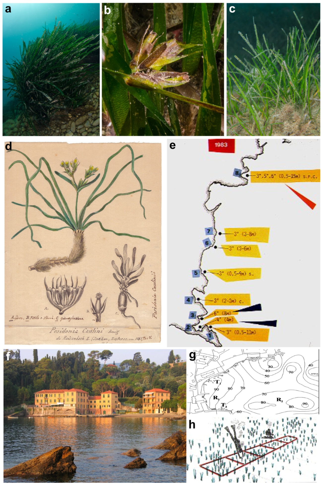 Diversity 16 00629 g007