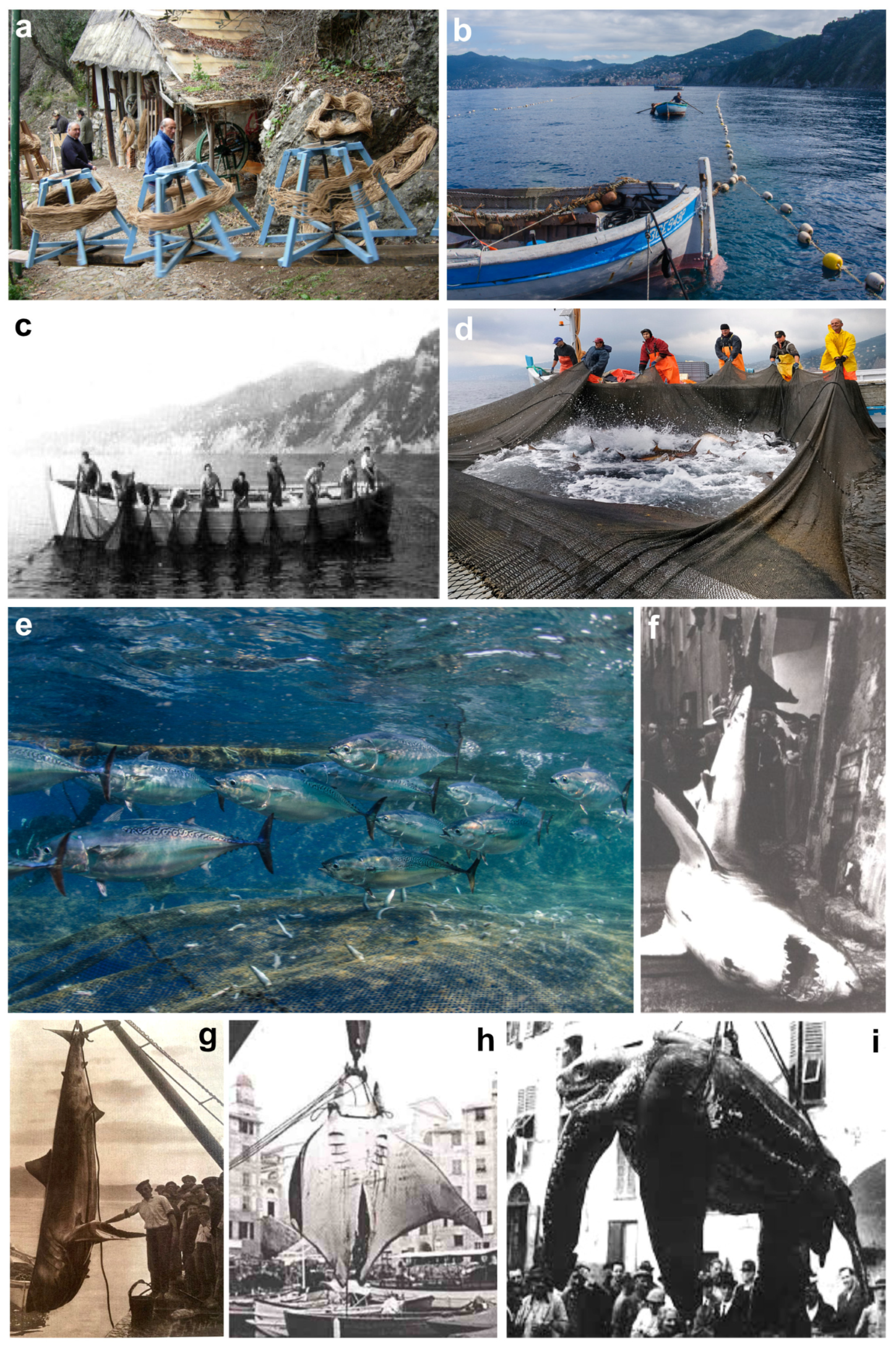 Diversity 16 00629 g021