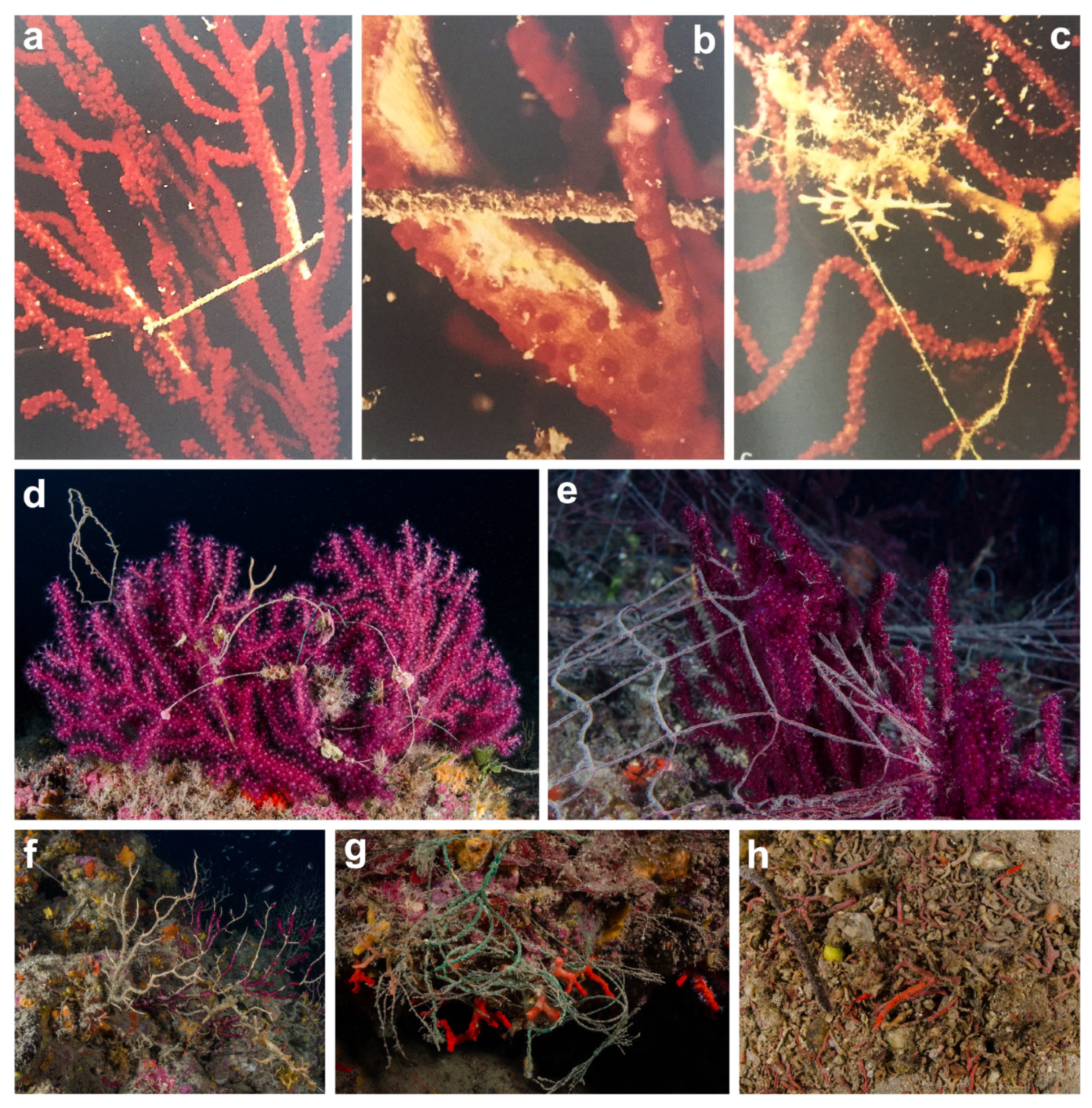 Diversity 16 00629 g023