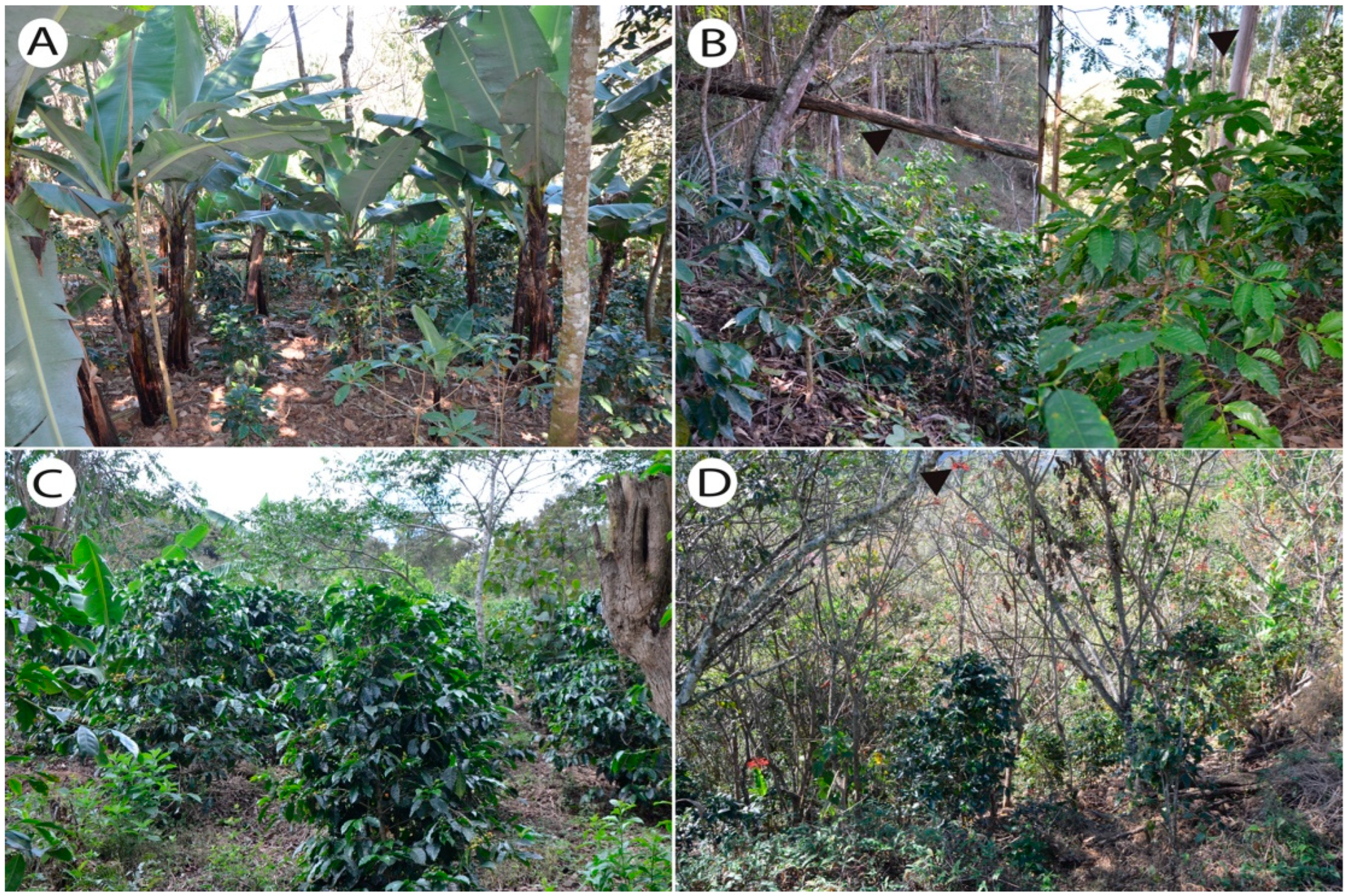 Diversity 16 00633 g002