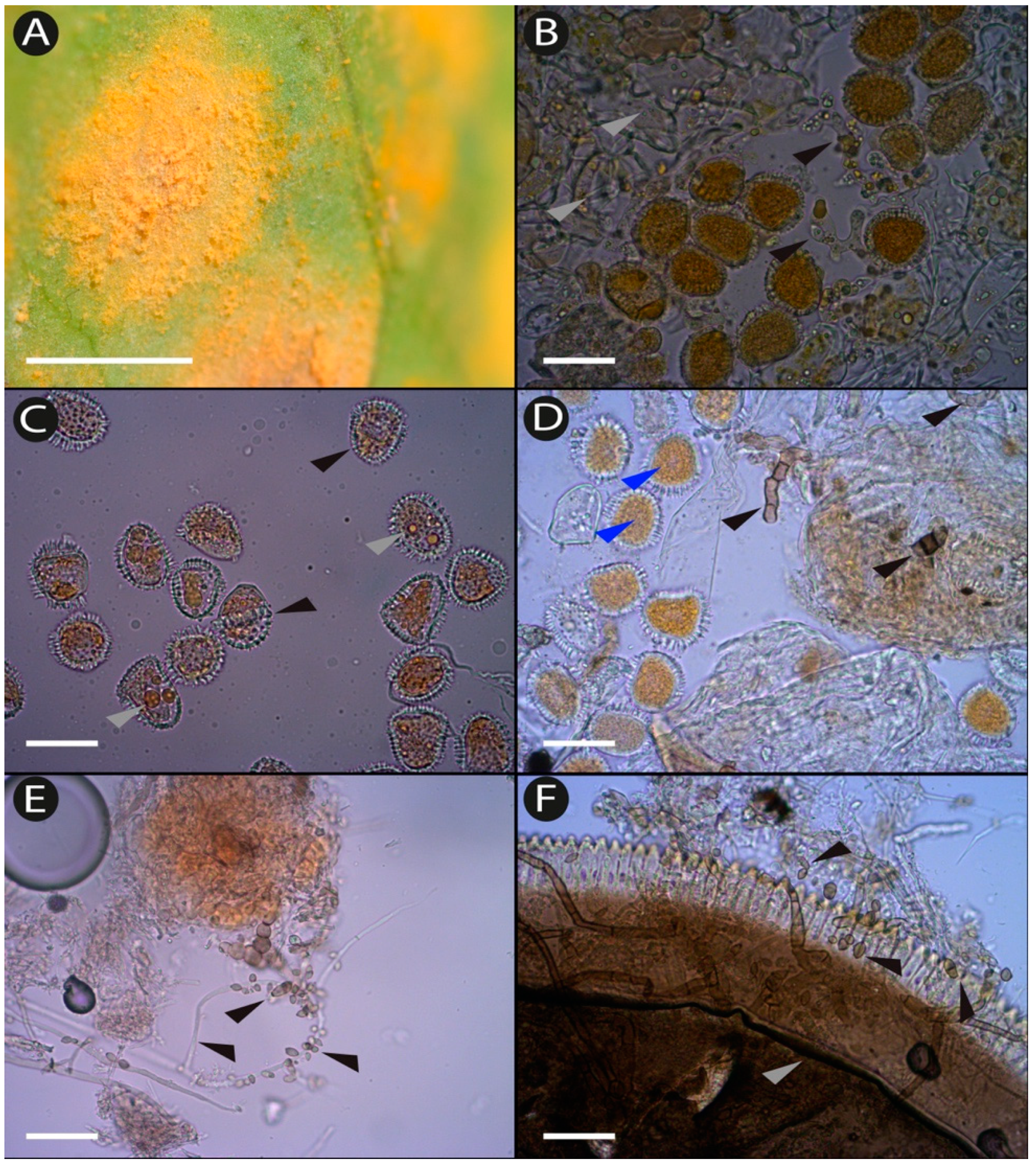 Diversity 16 00633 g003