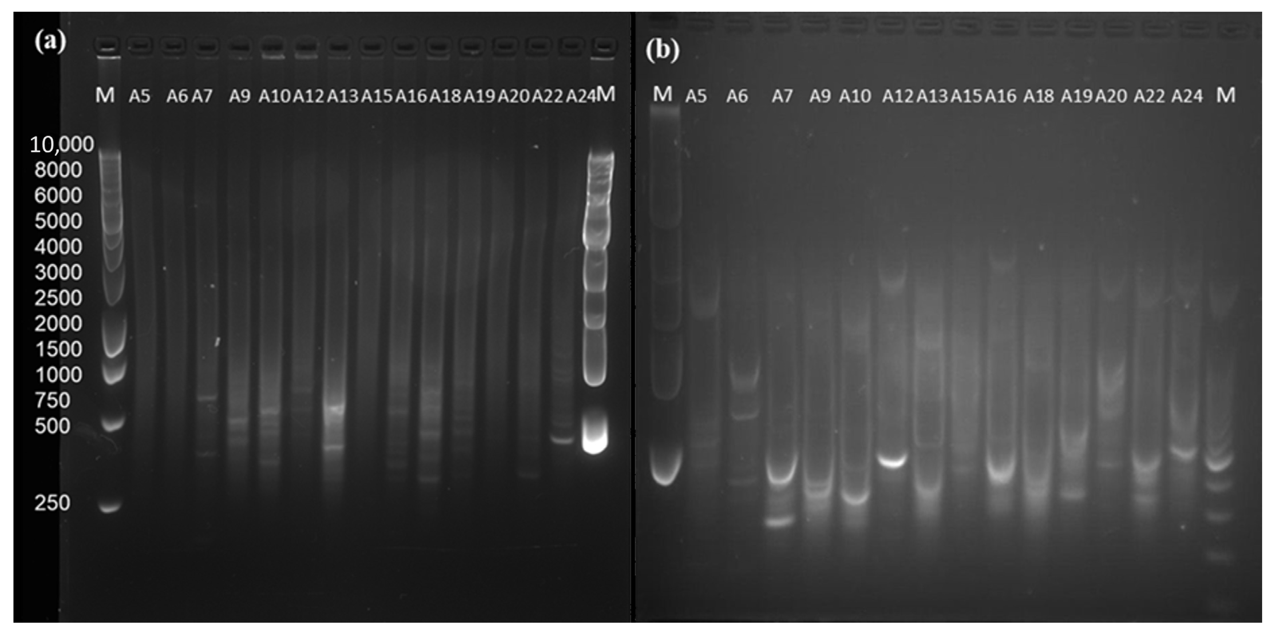 Diversity 16 00639 g002 Diversity 16 00639 g002