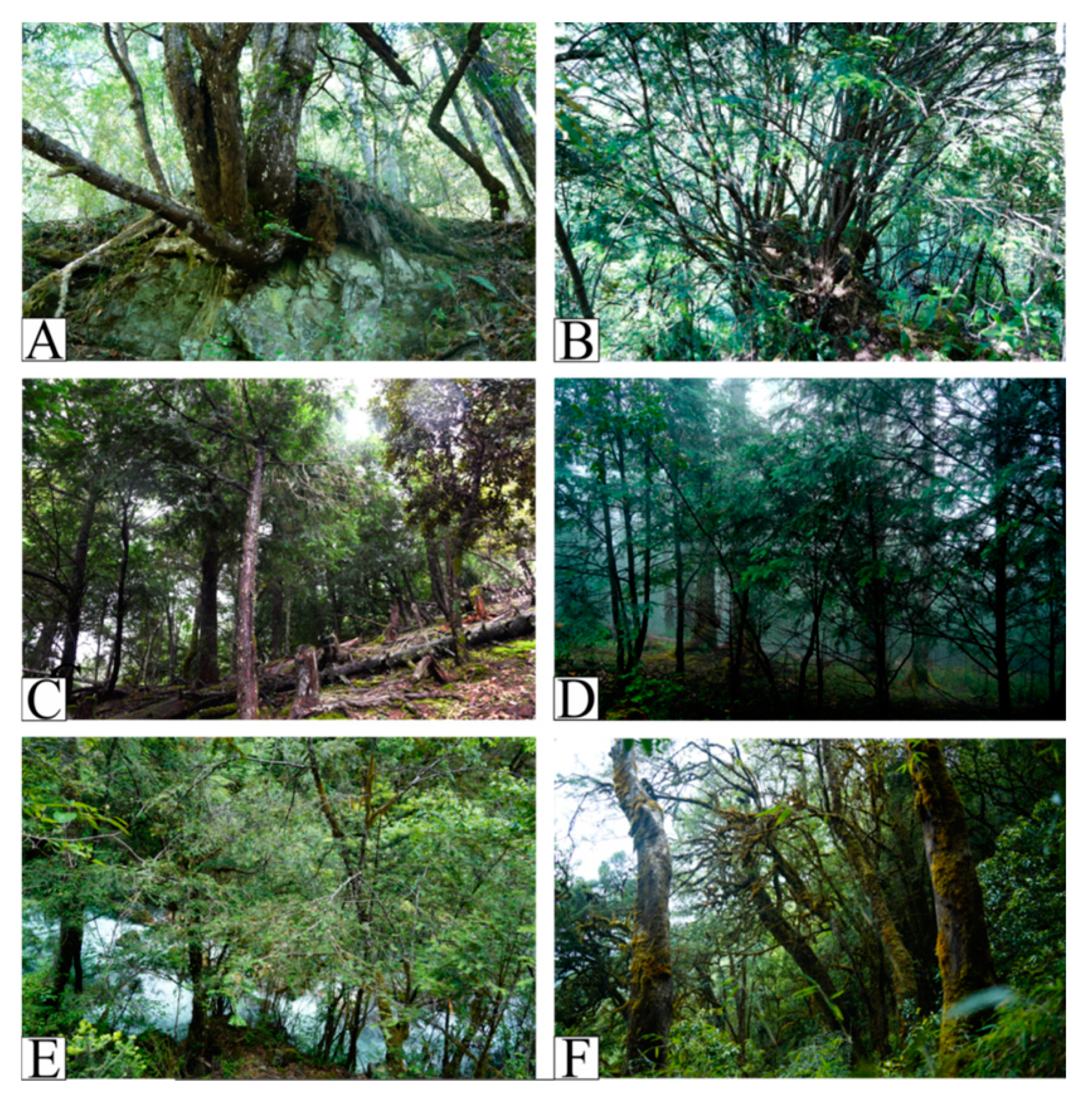 Diversity 16 00642 g004