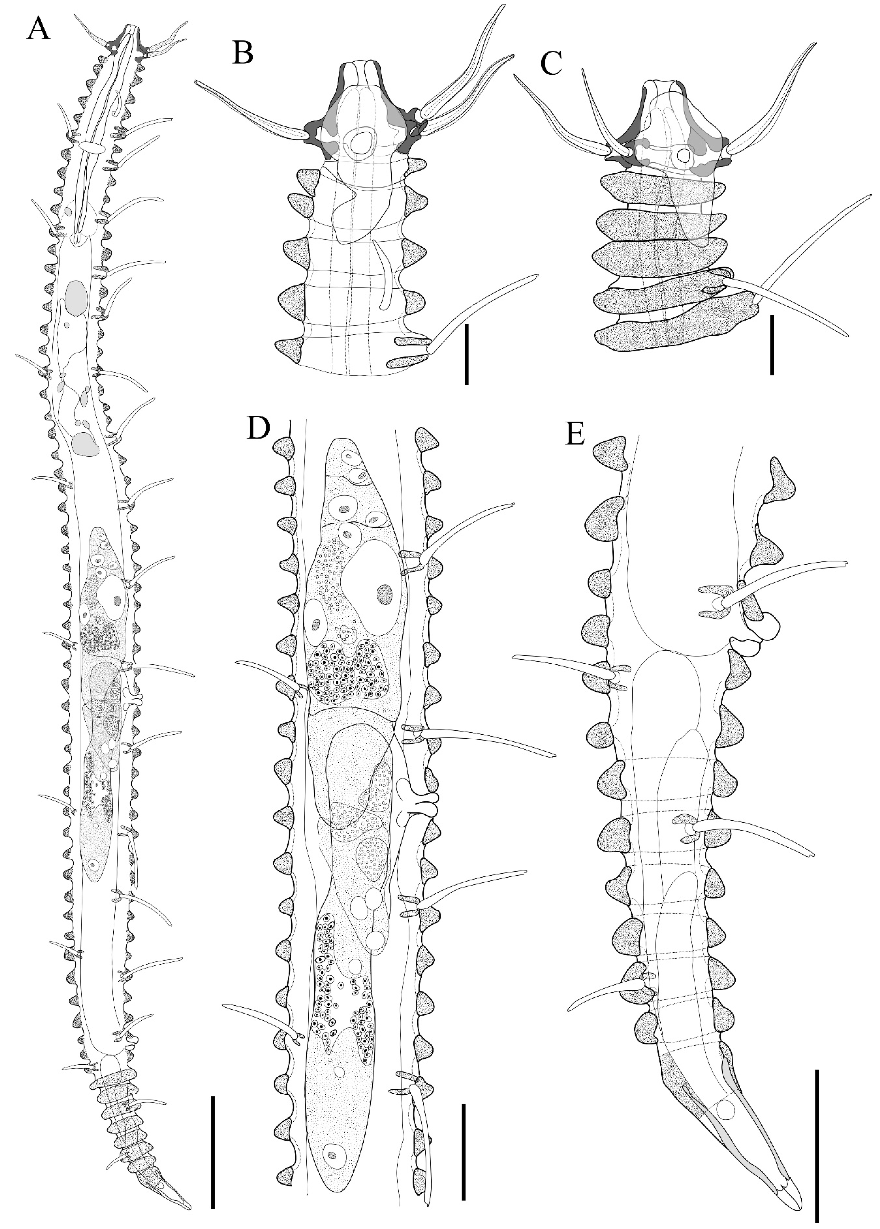 Diversity 16 00648 g003
