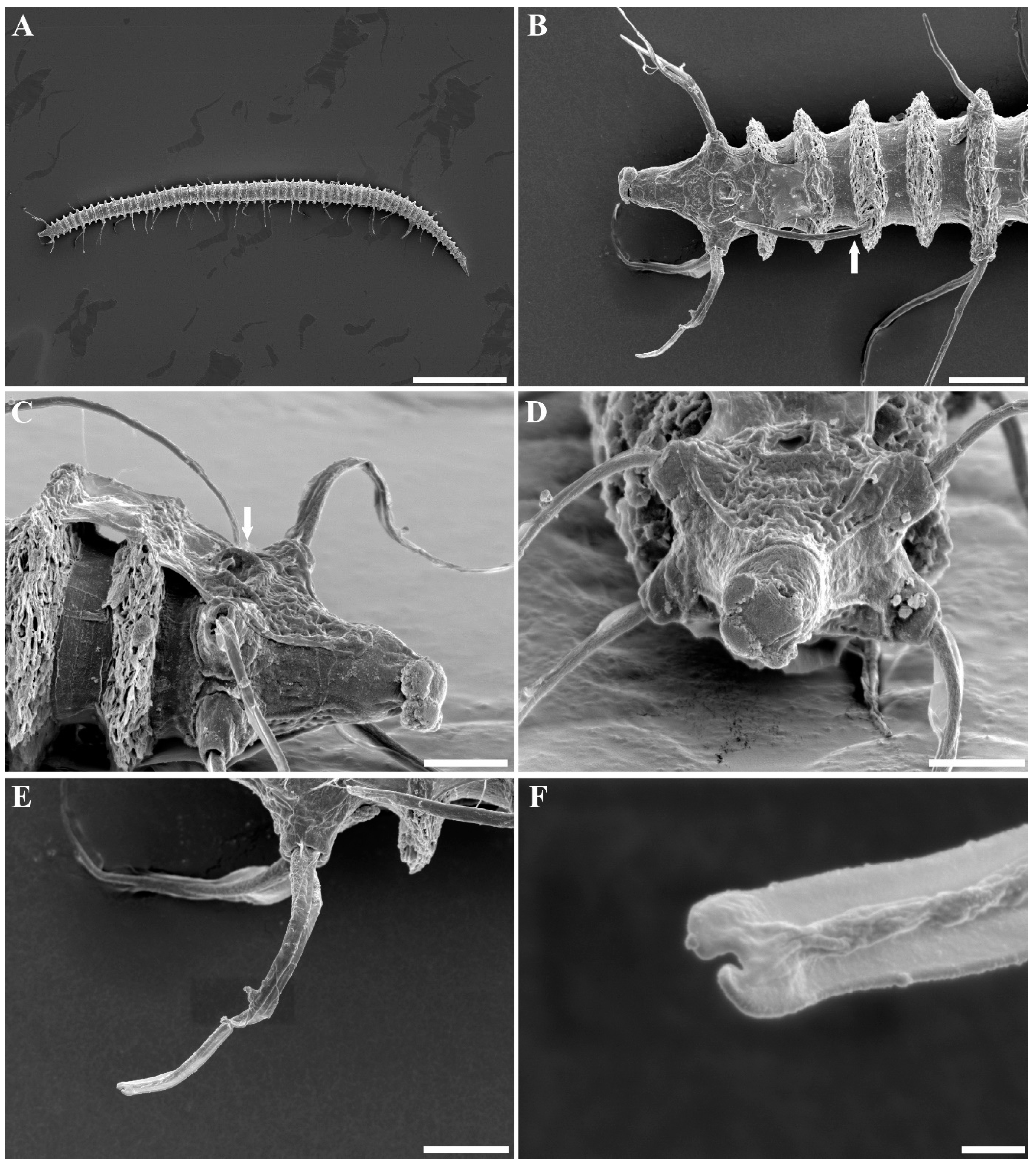 Diversity 16 00648 g004