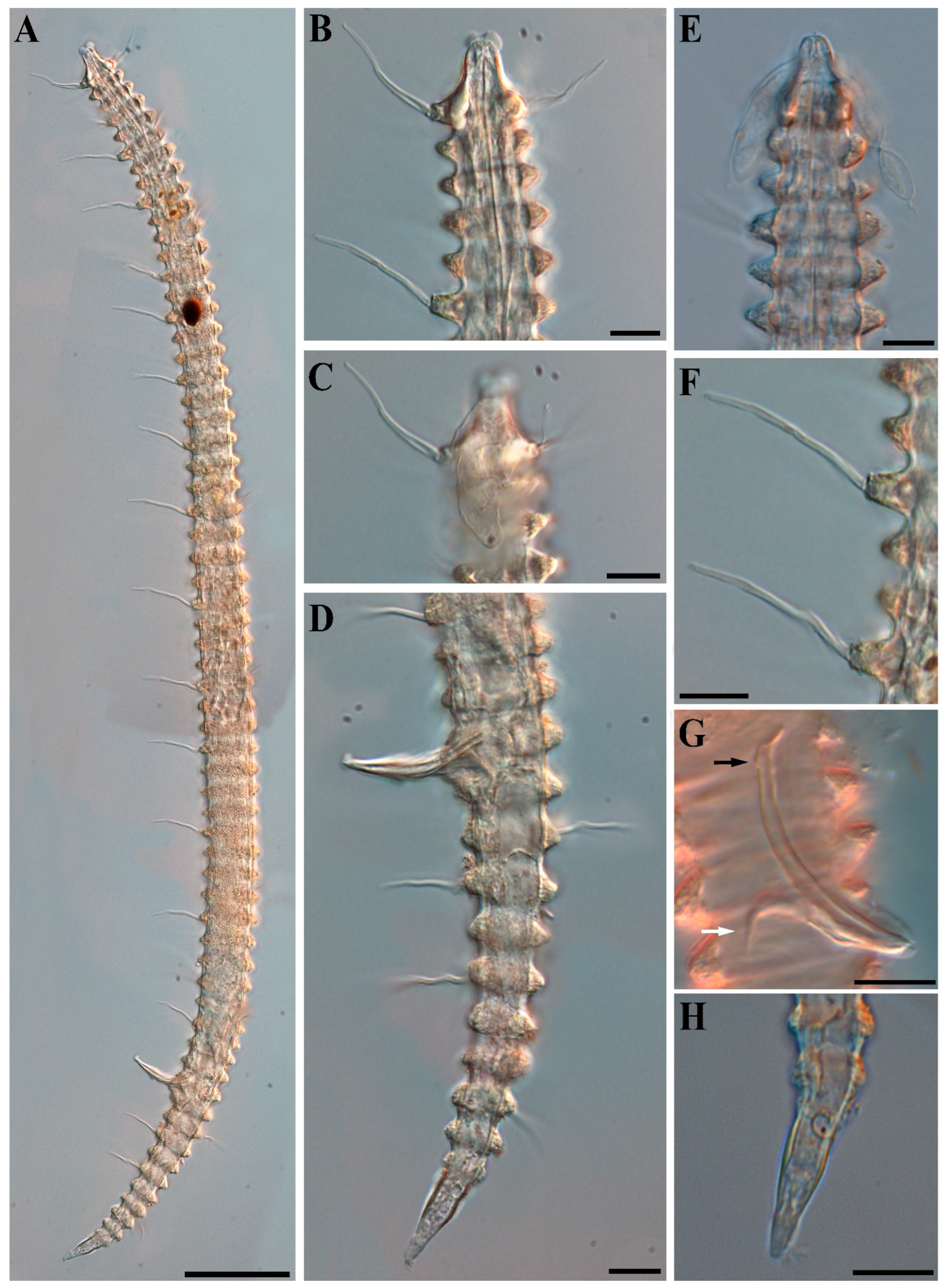 Diversity 16 00648 g006