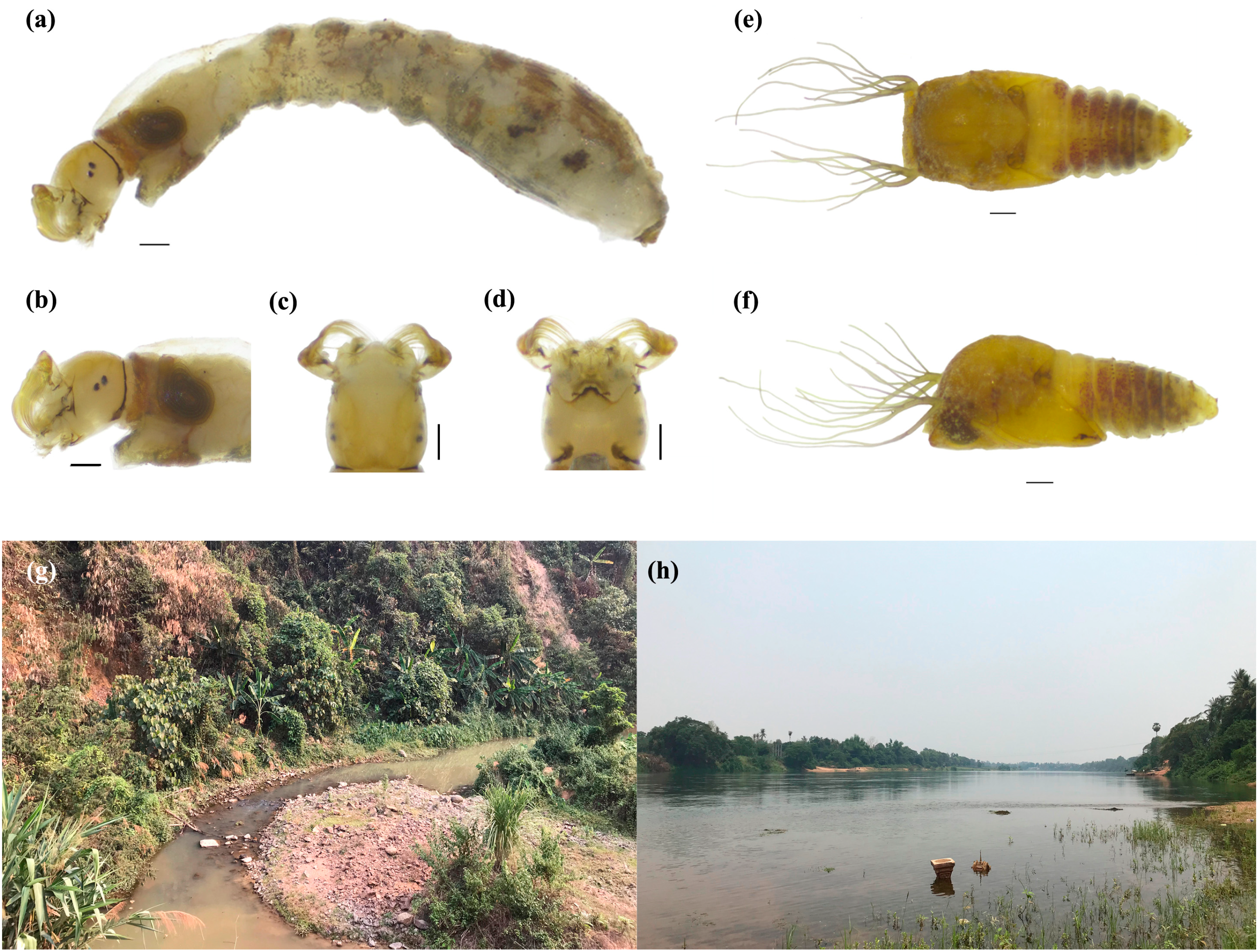 Diversity 16 00653 g002