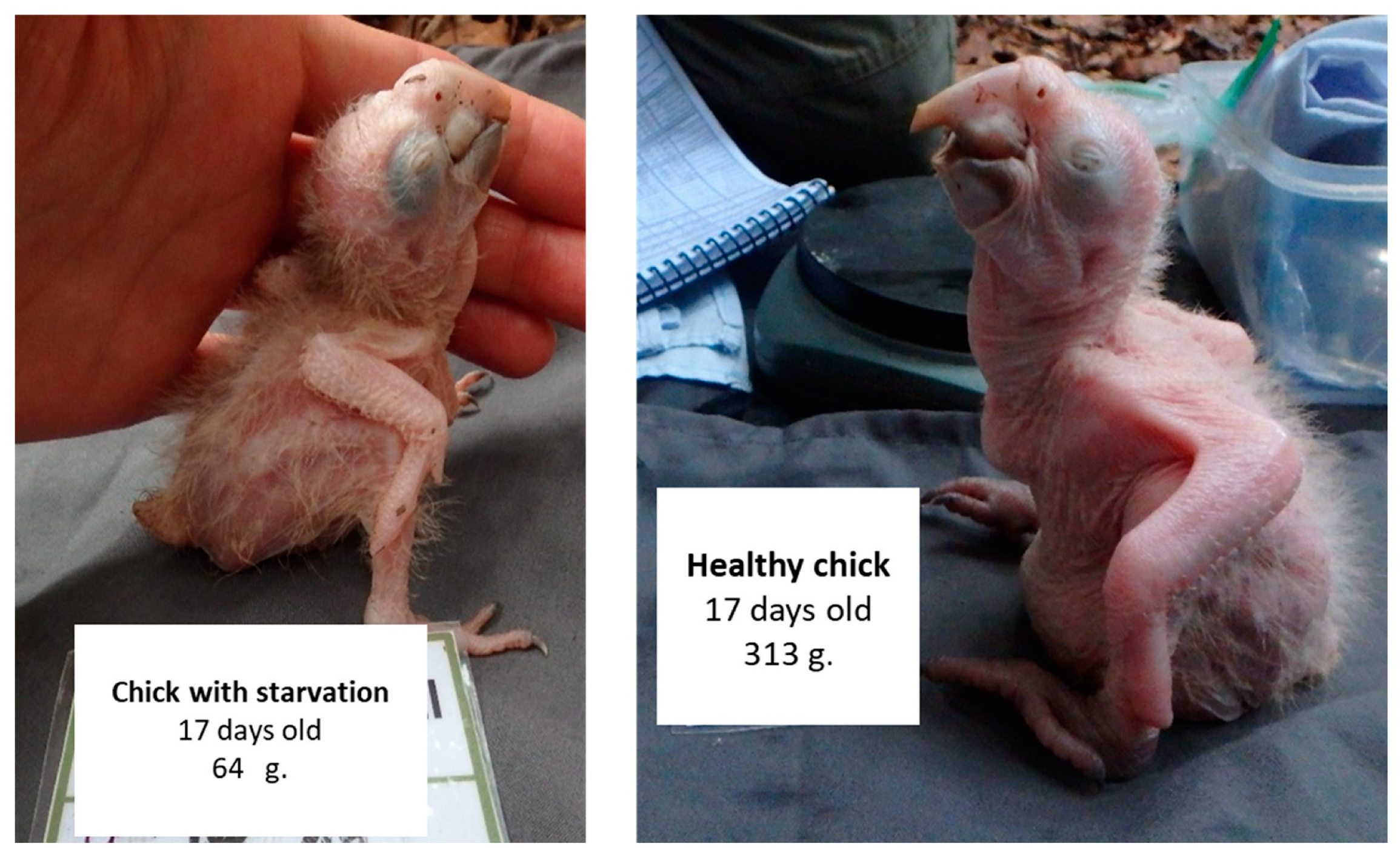 Diversity 16 00657 g002 Diversity 16 00657 g002