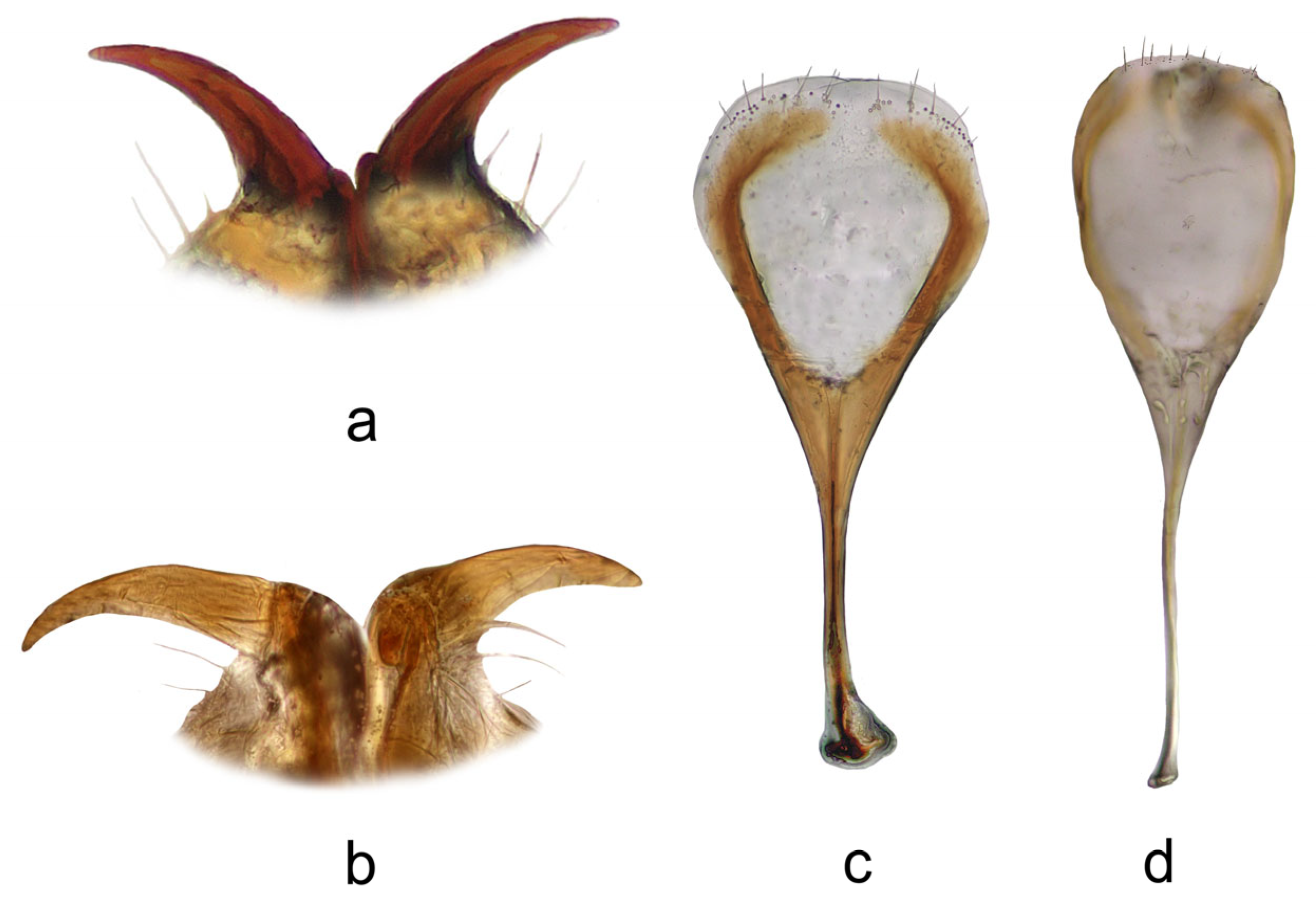 Diversity 16 00664 g001