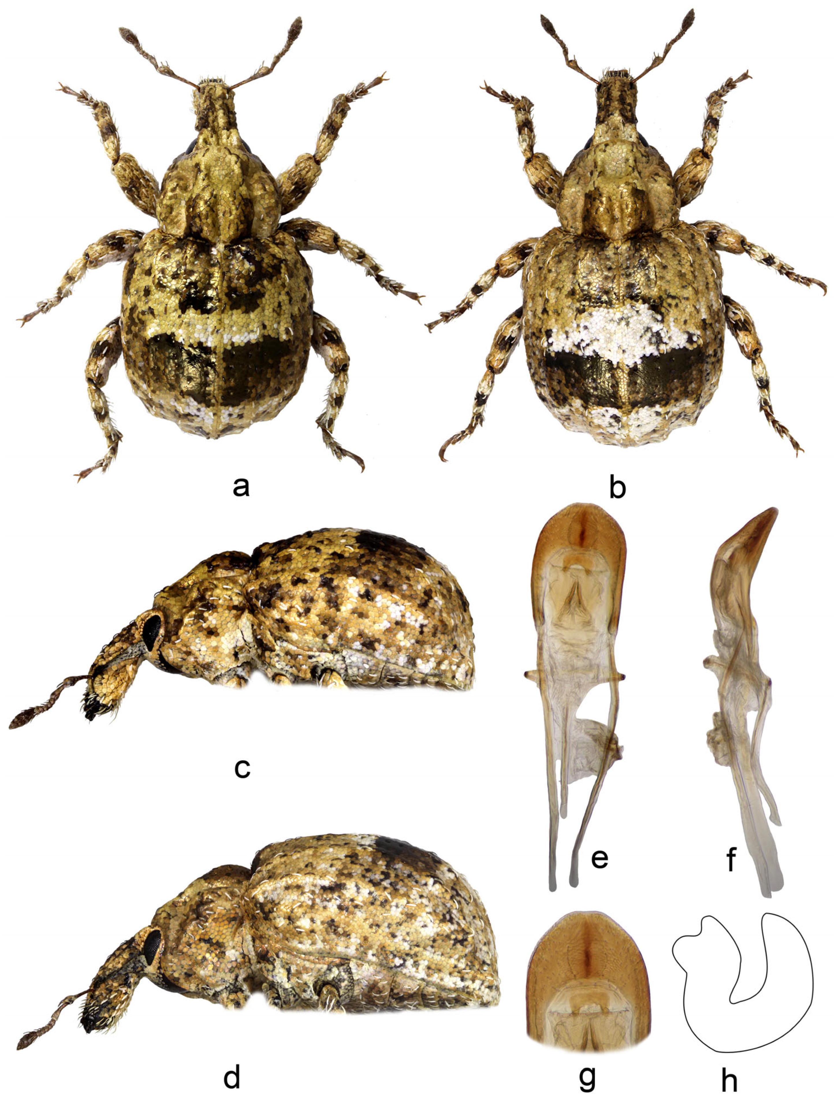 Diversity 16 00664 g003