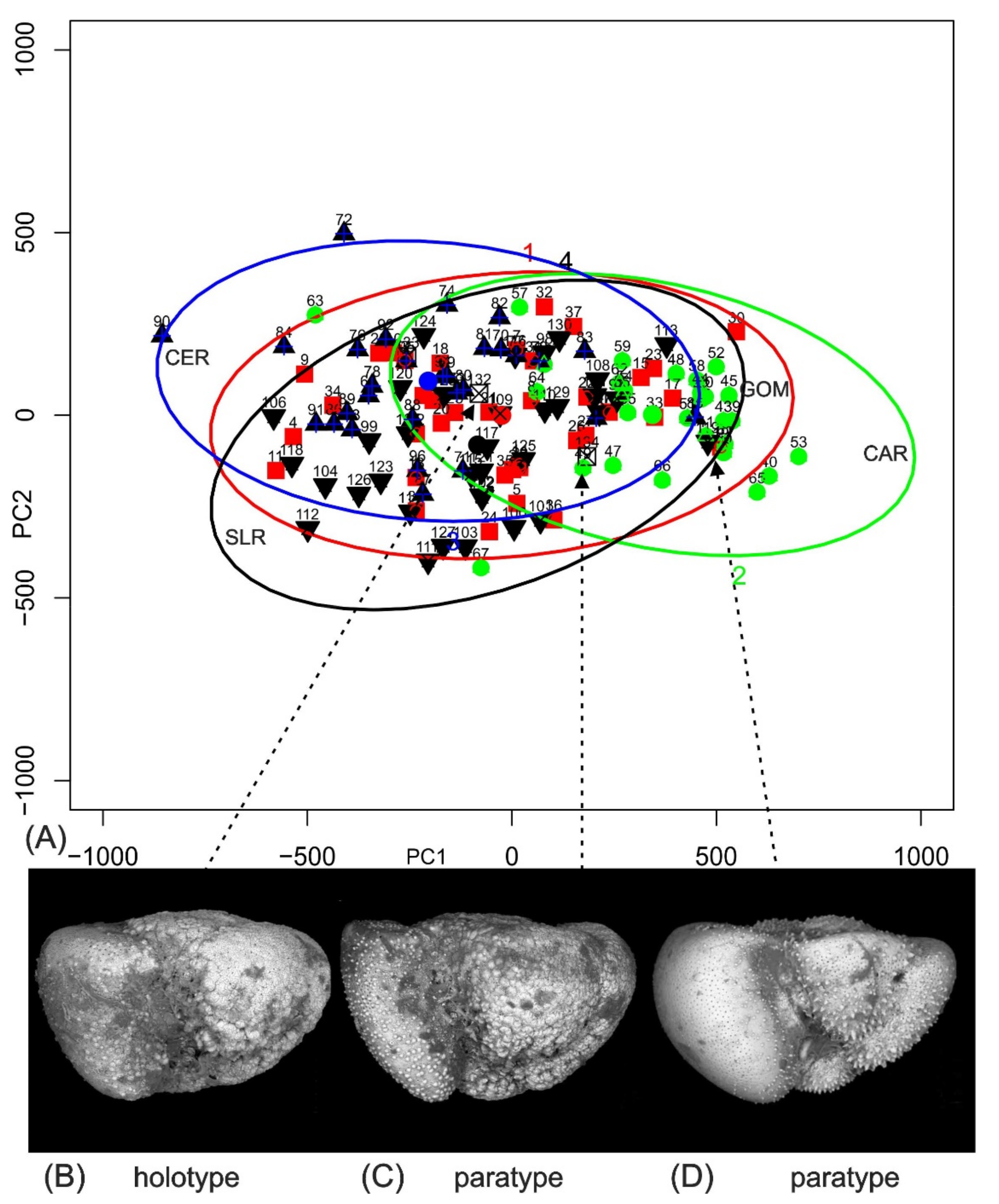 Diversity 16 00666 g004