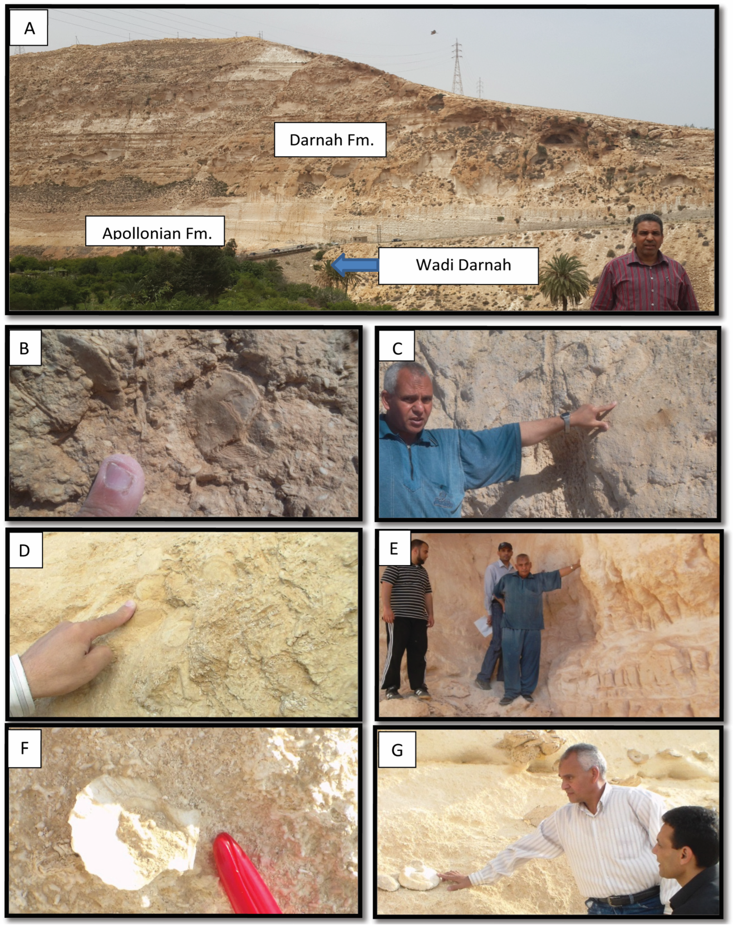 Diversity 16 00672 g003