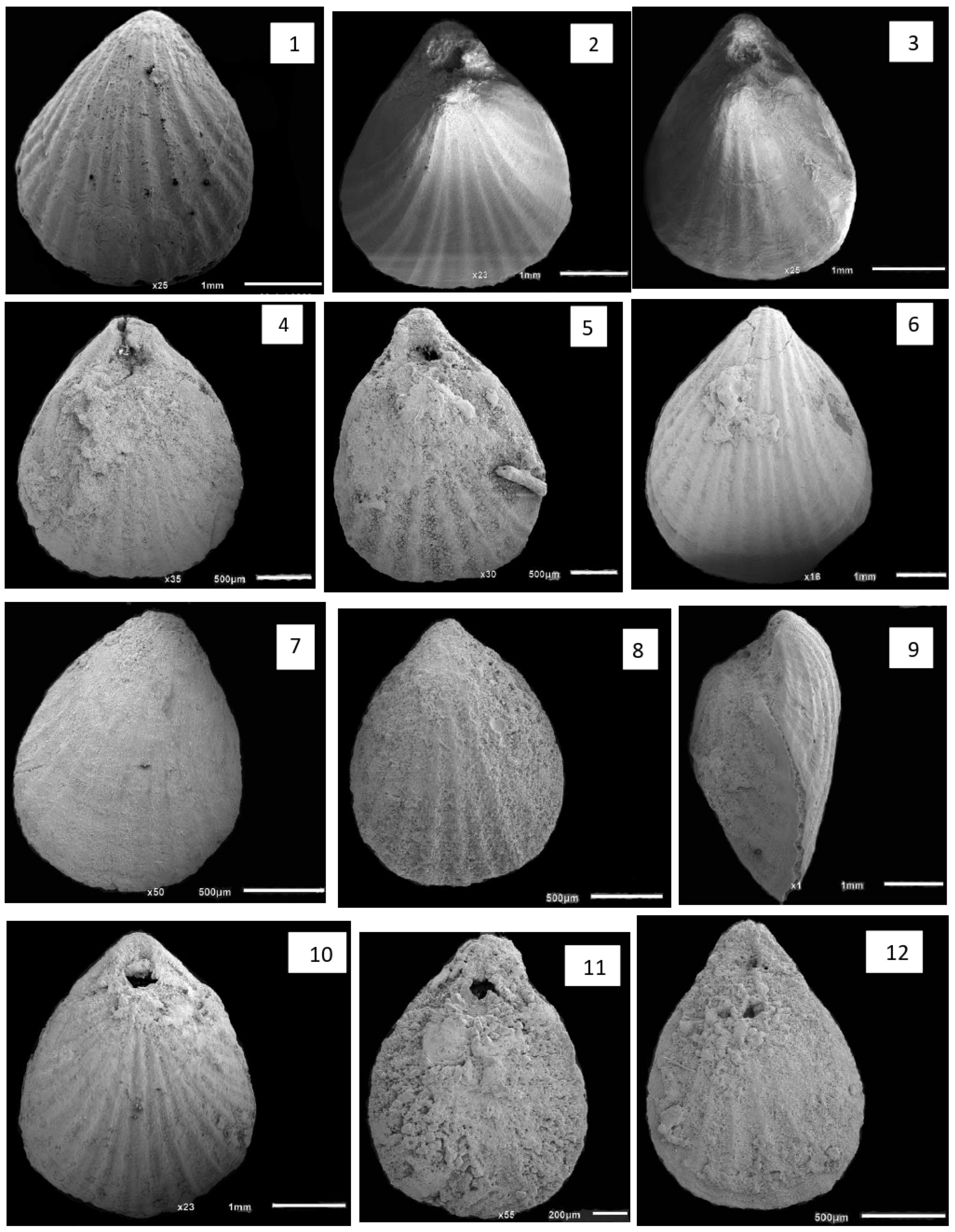 Diversity 16 00672 g005