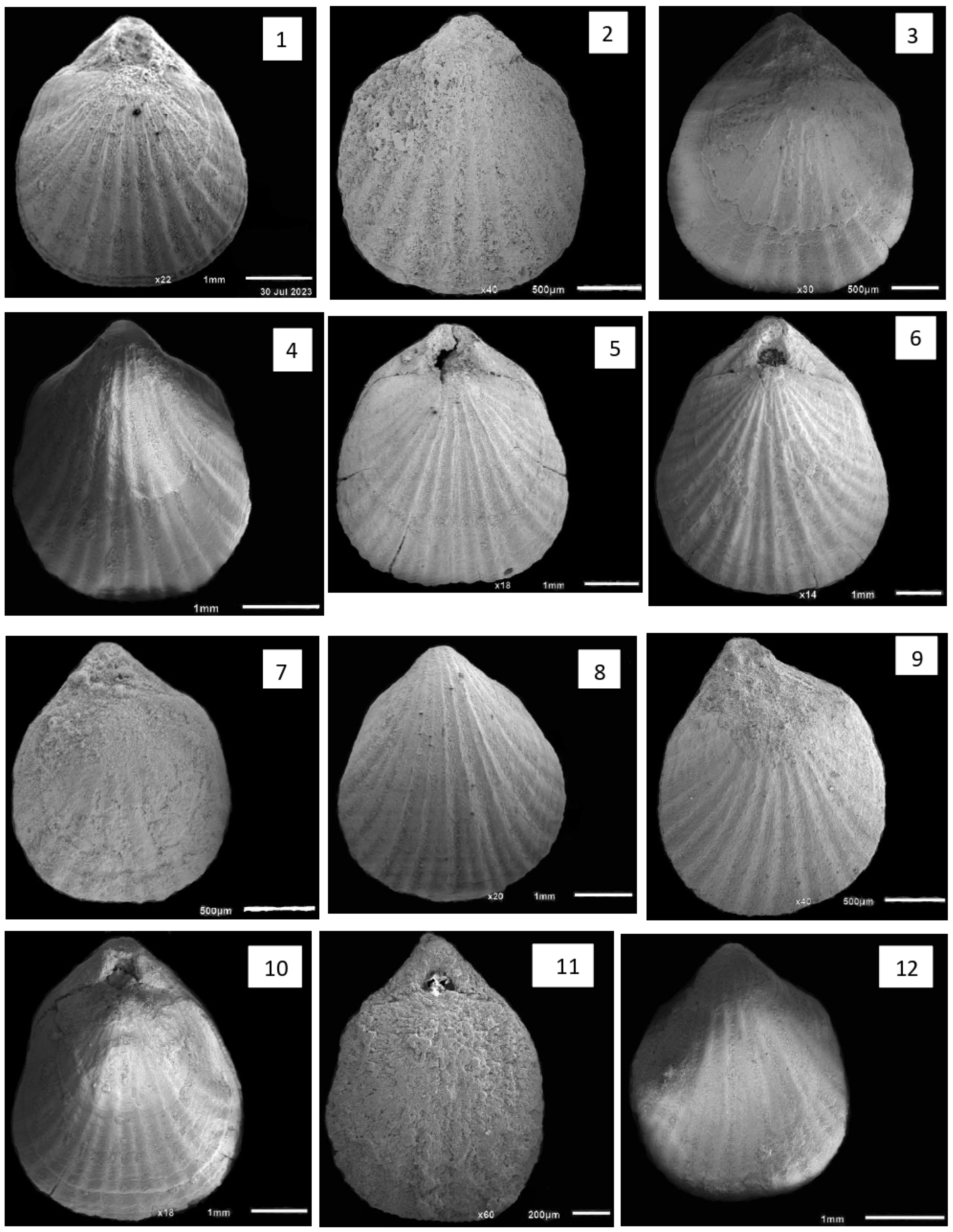 Diversity 16 00672 g006