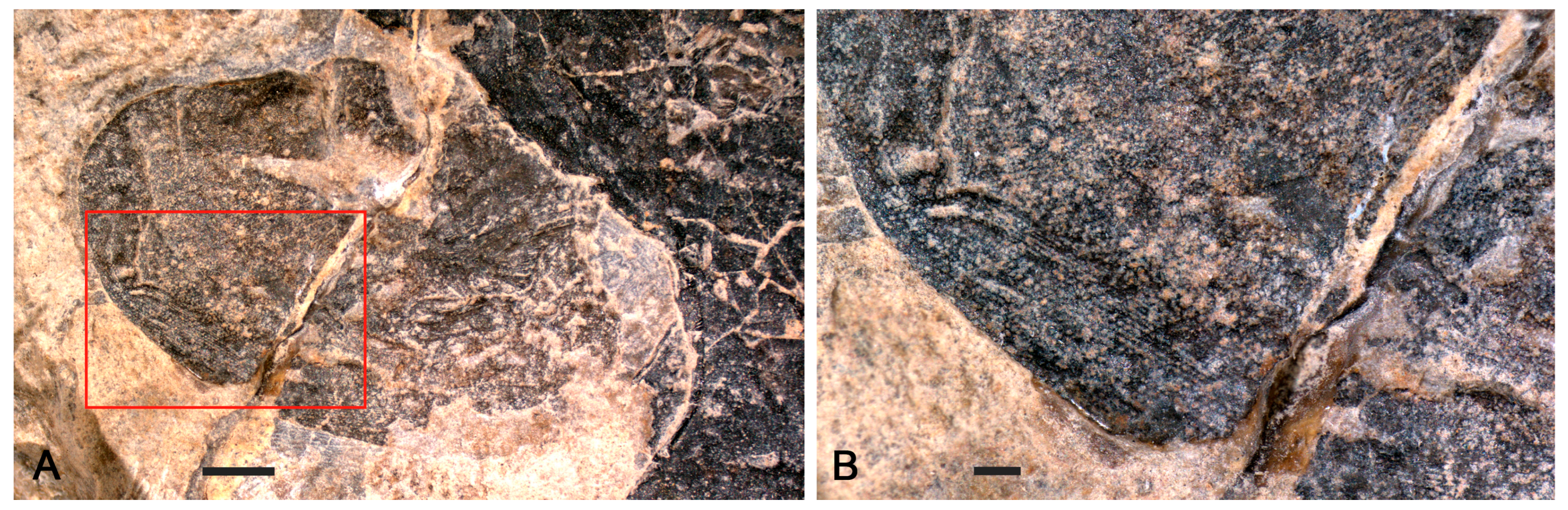 Diversity 16 00677 g004