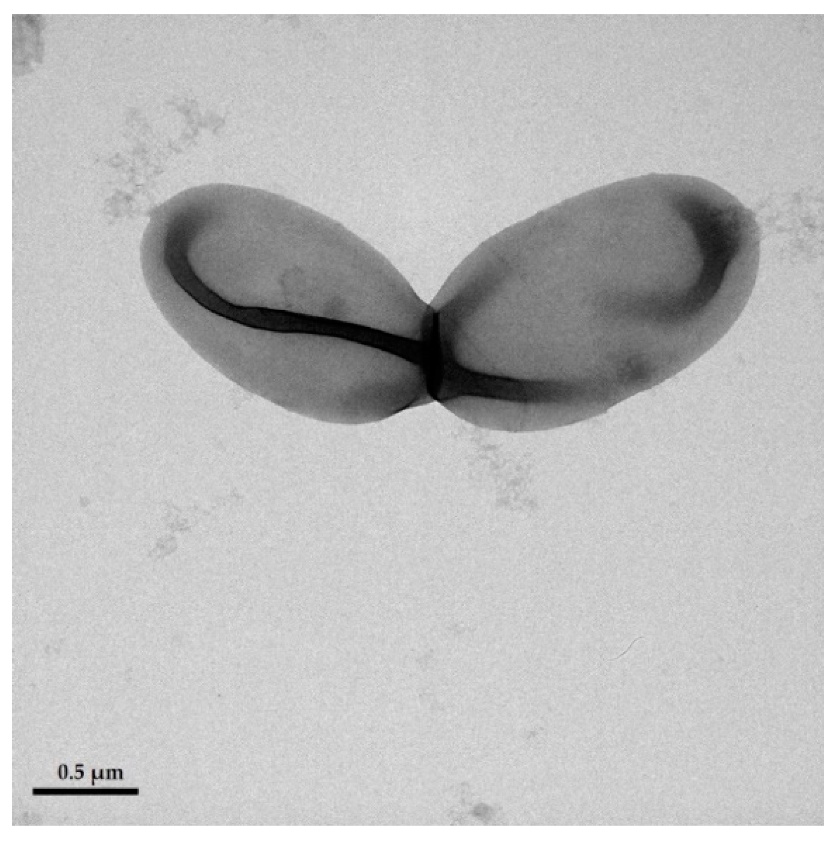 Diversity 16 00689 g005