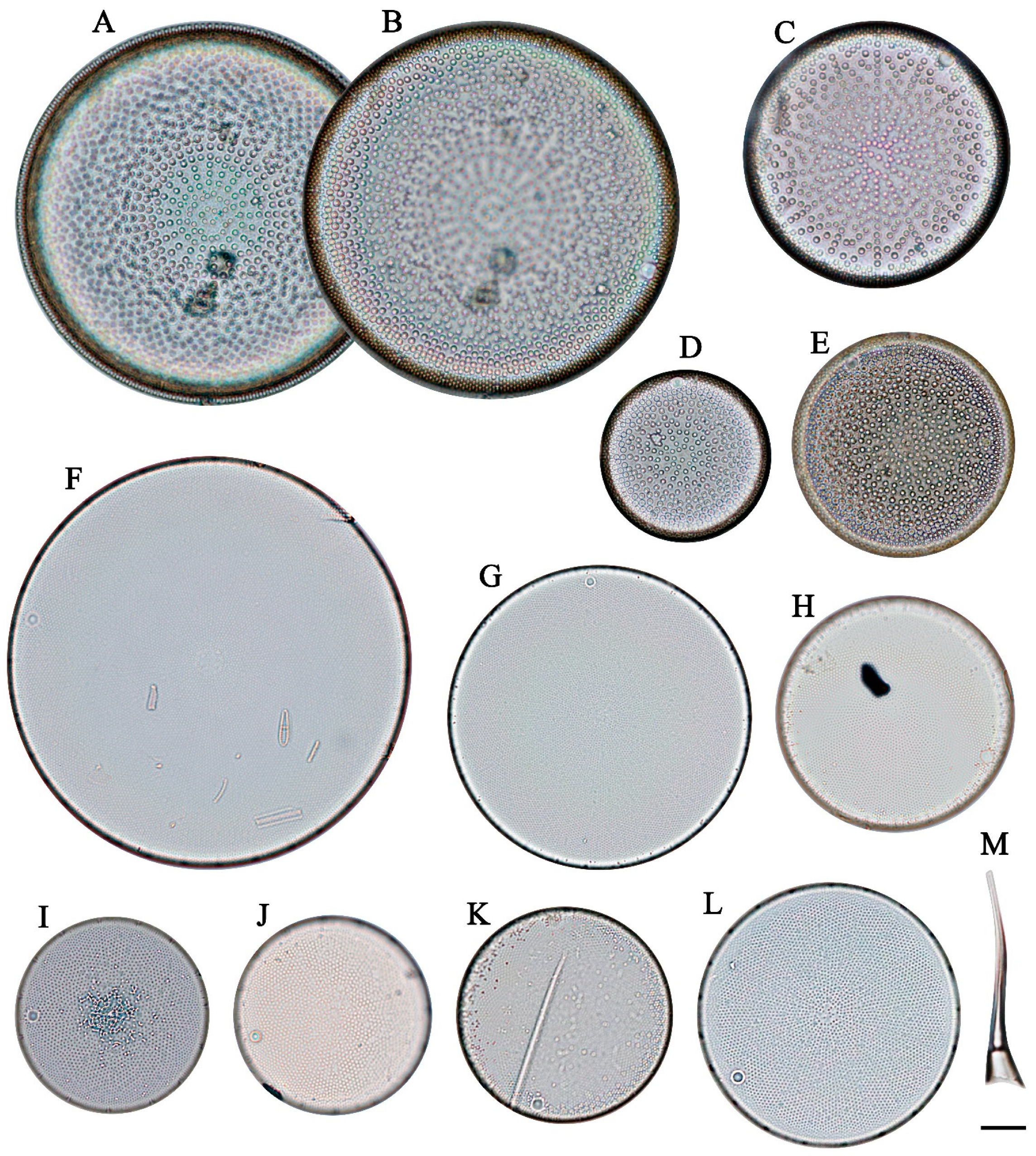 Diversity 16 00690 g003