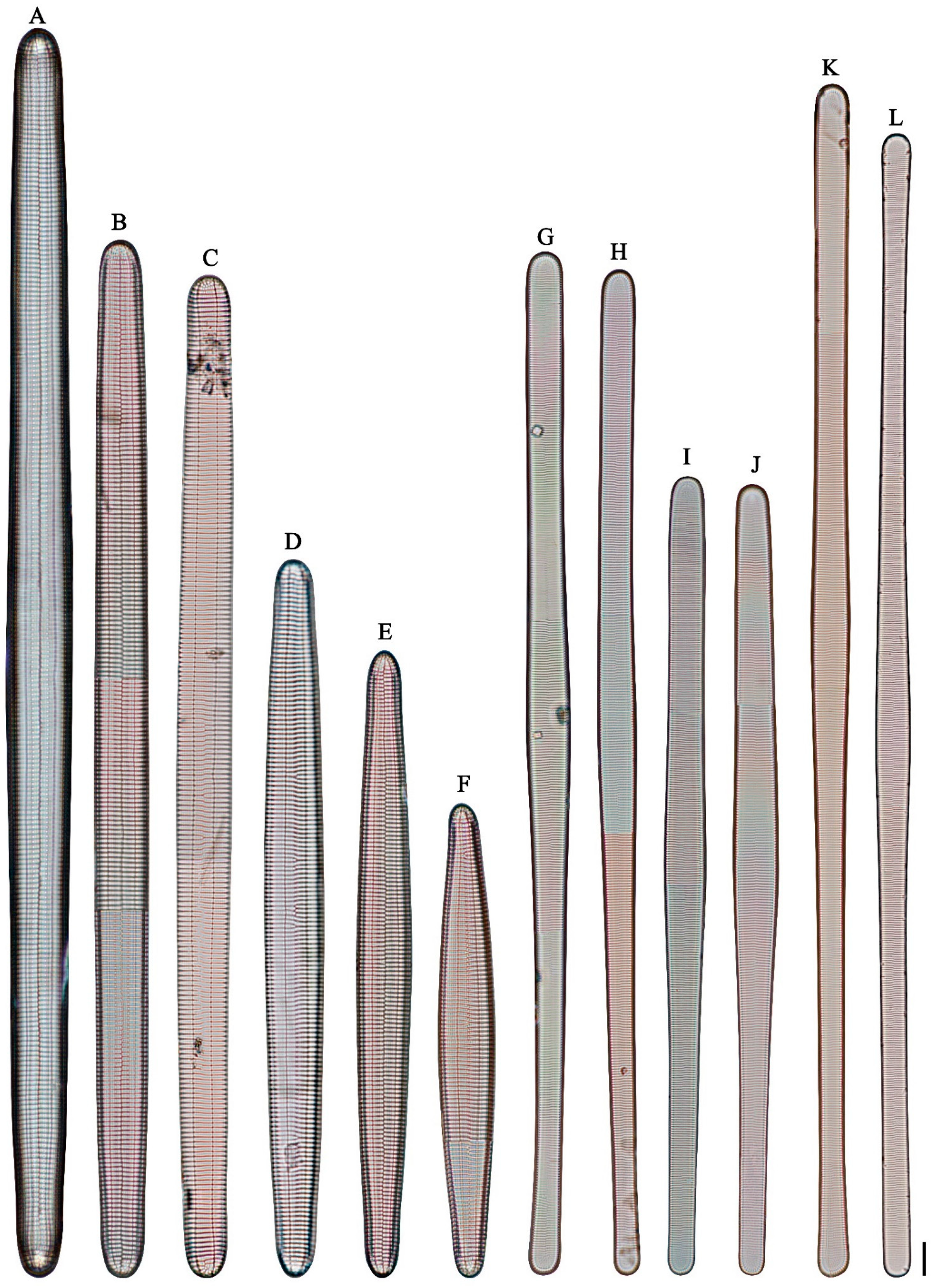 Diversity 16 00690 g004