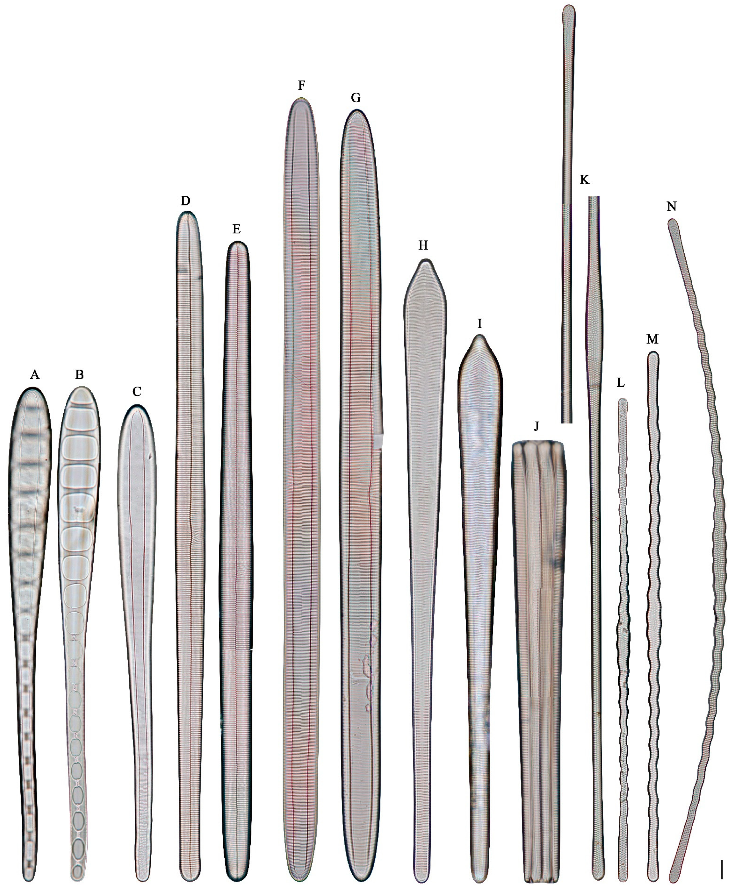 Diversity 16 00690 g005