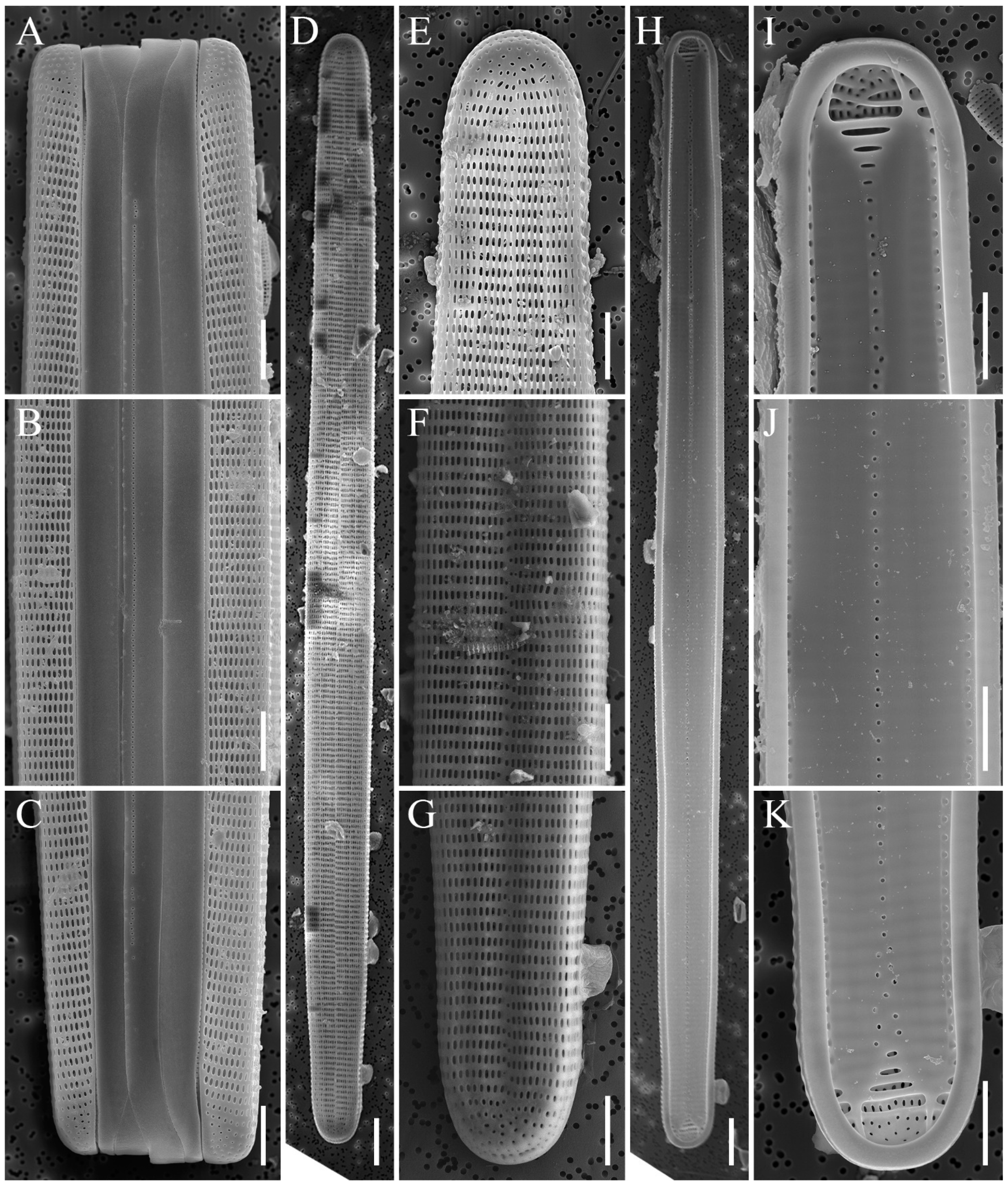 Diversity 16 00690 g009