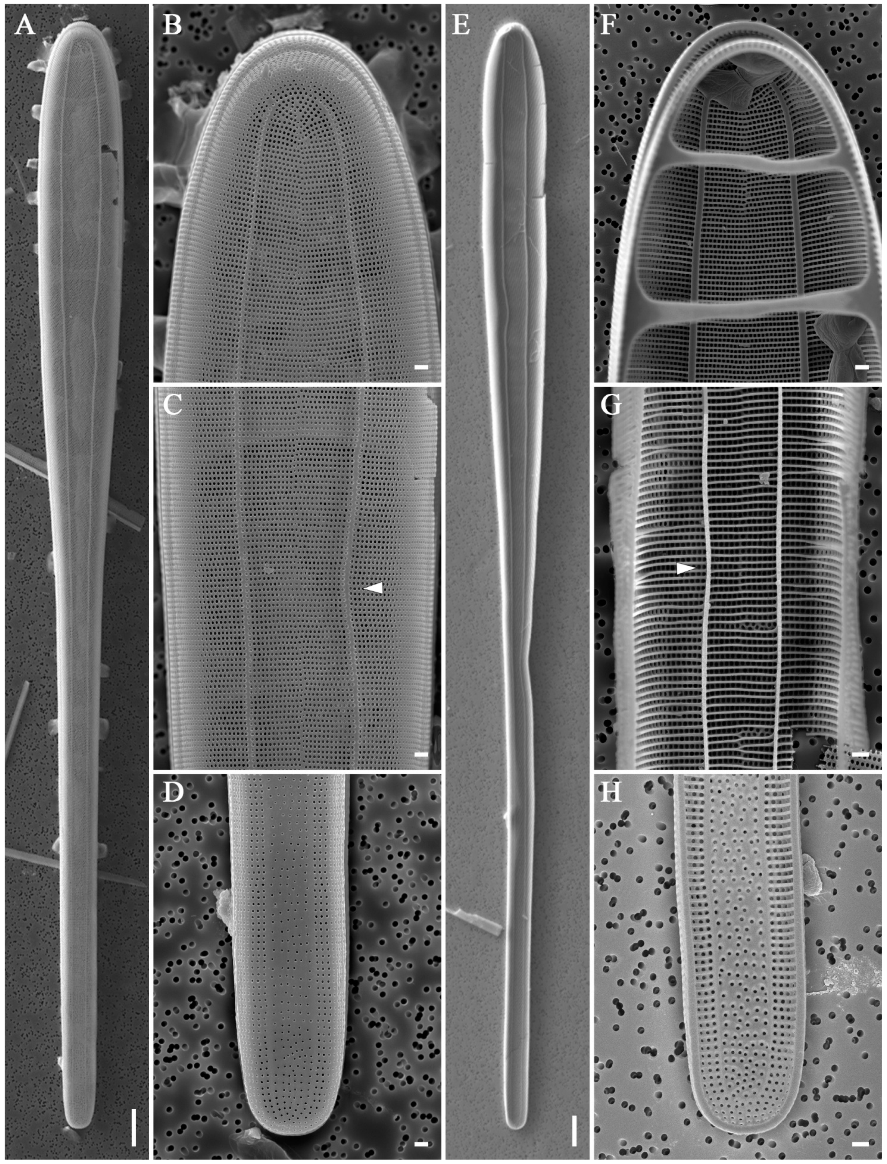 Diversity 16 00690 g014