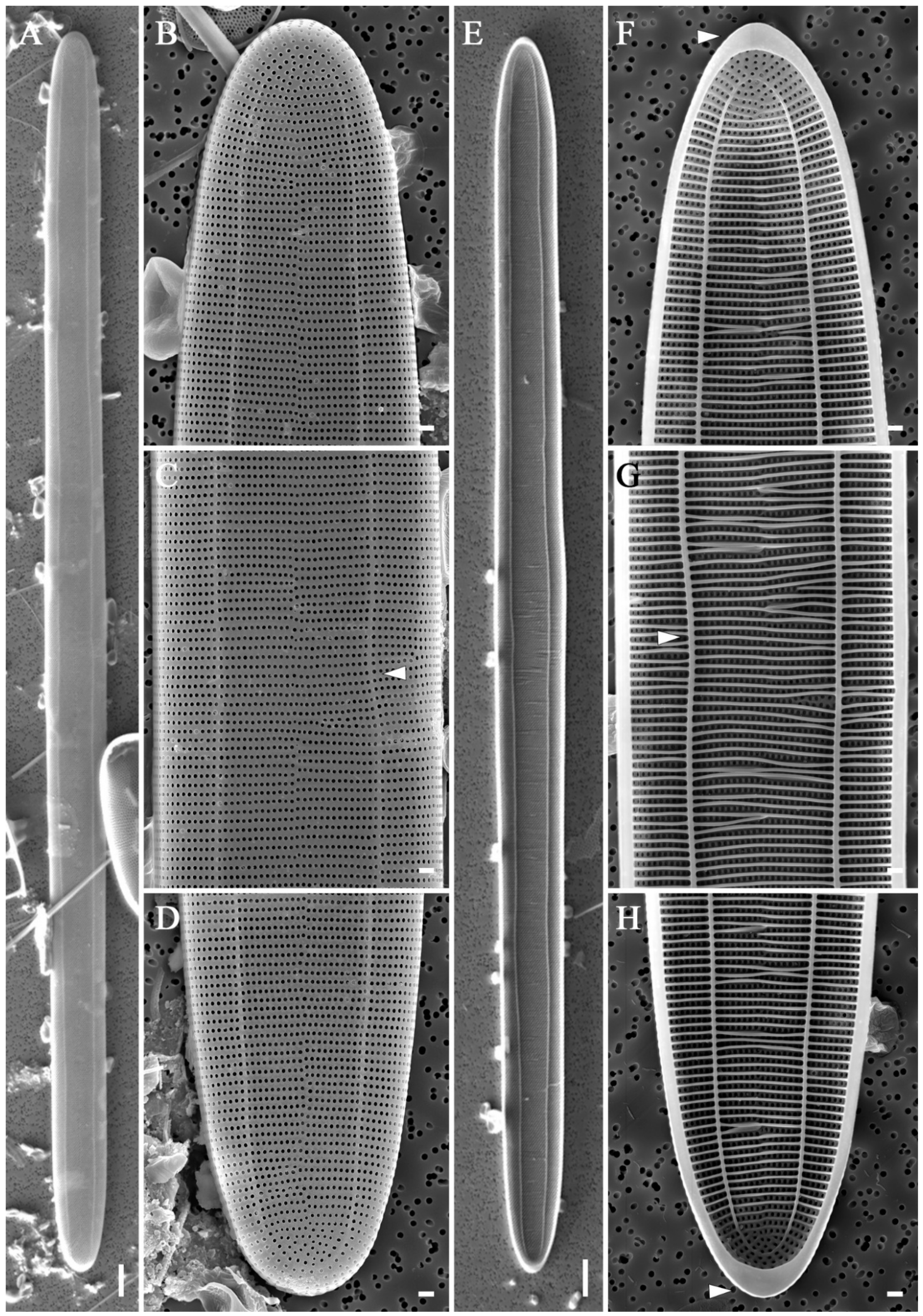 Diversity 16 00690 g016