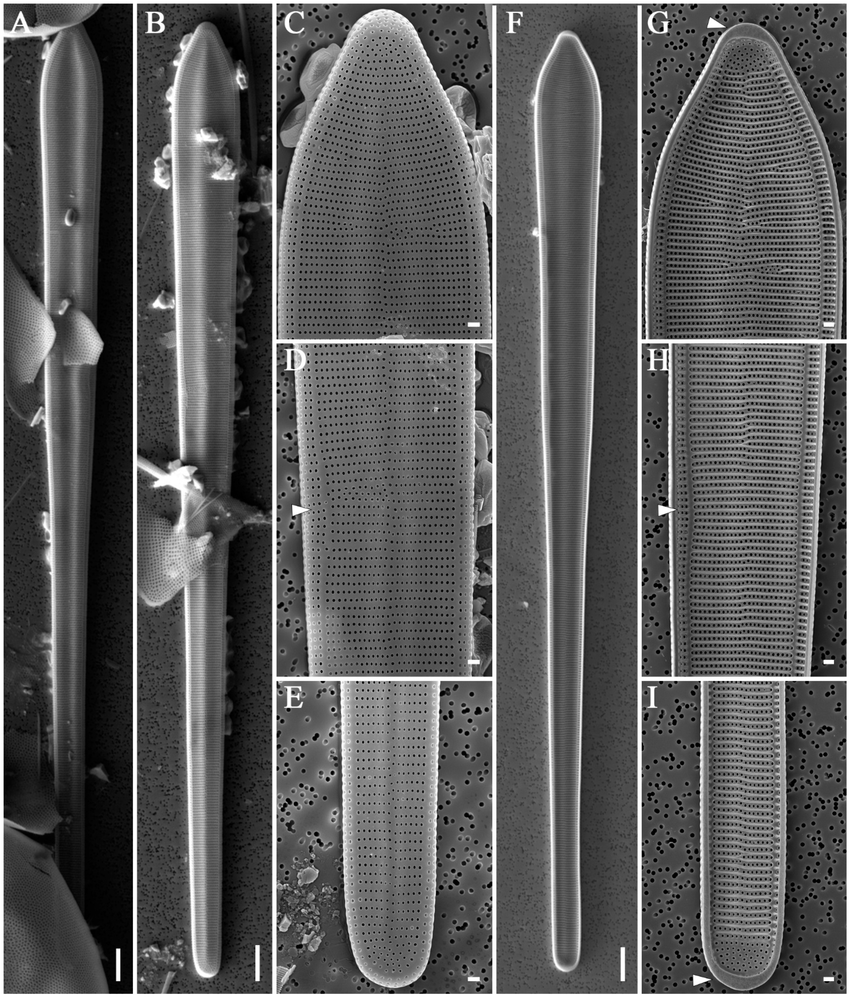 Diversity 16 00690 g017