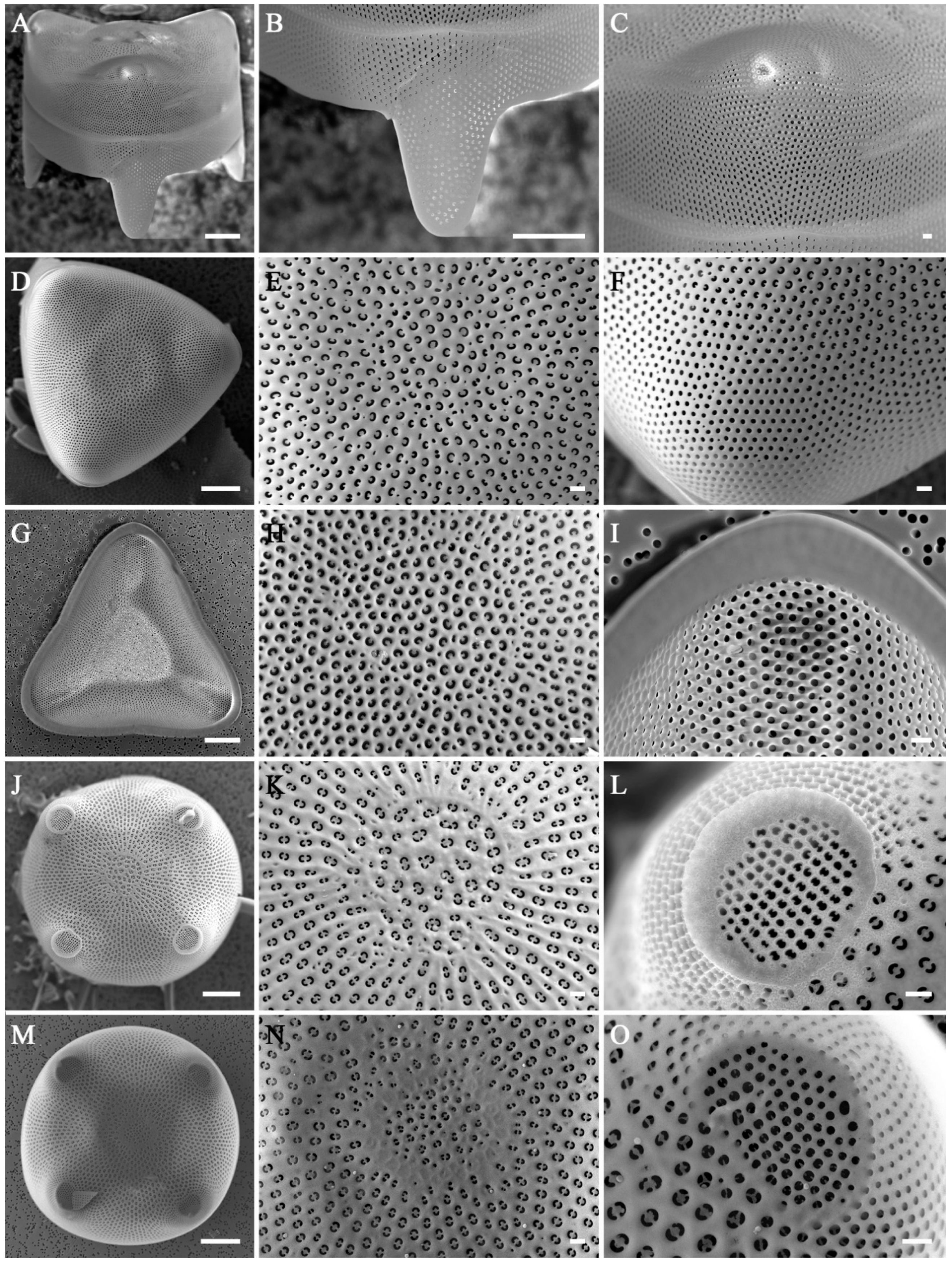 Diversity 16 00690 g018