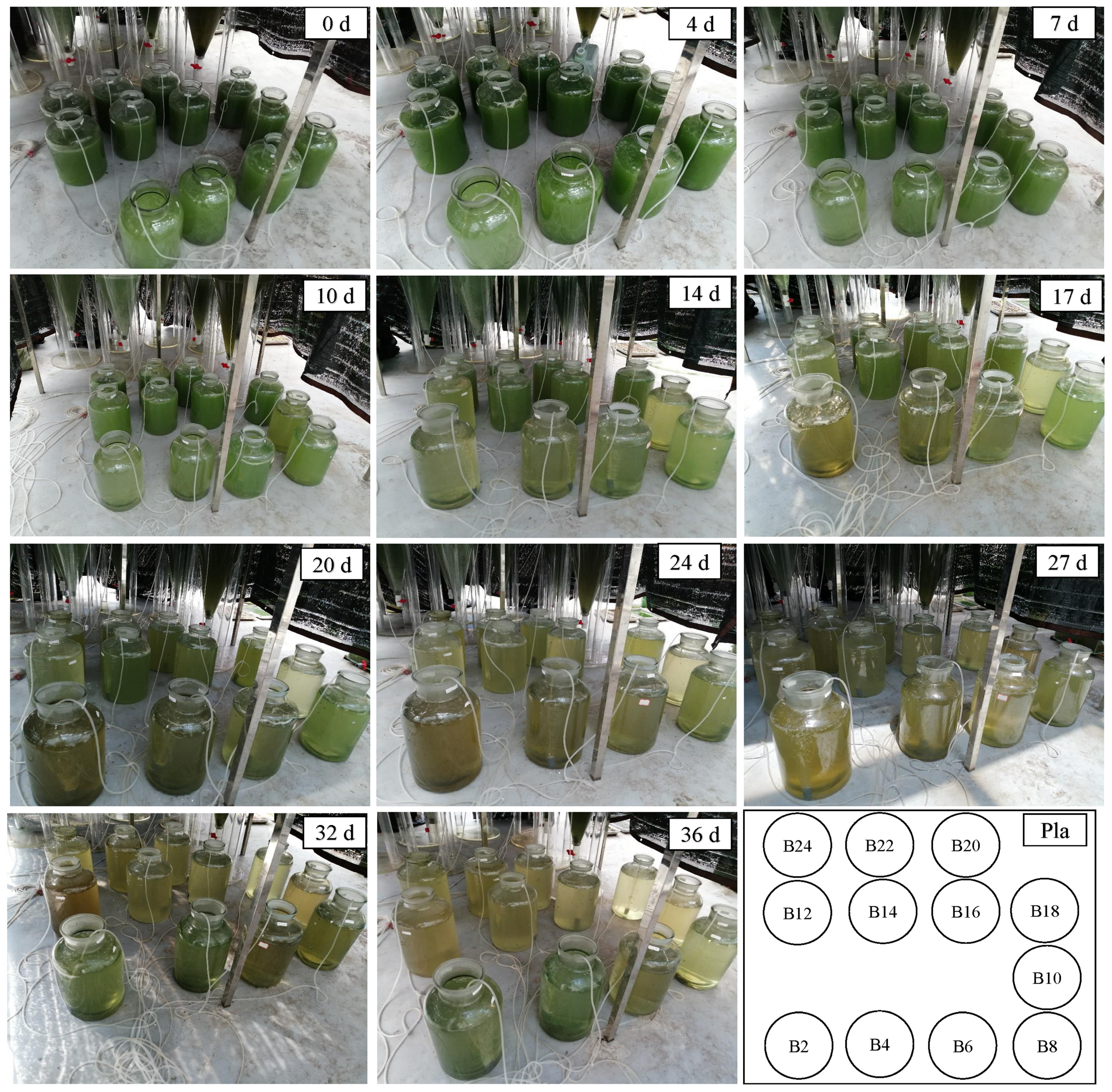 Diversity 16 00695 g004 Diversity 16 00695 g004