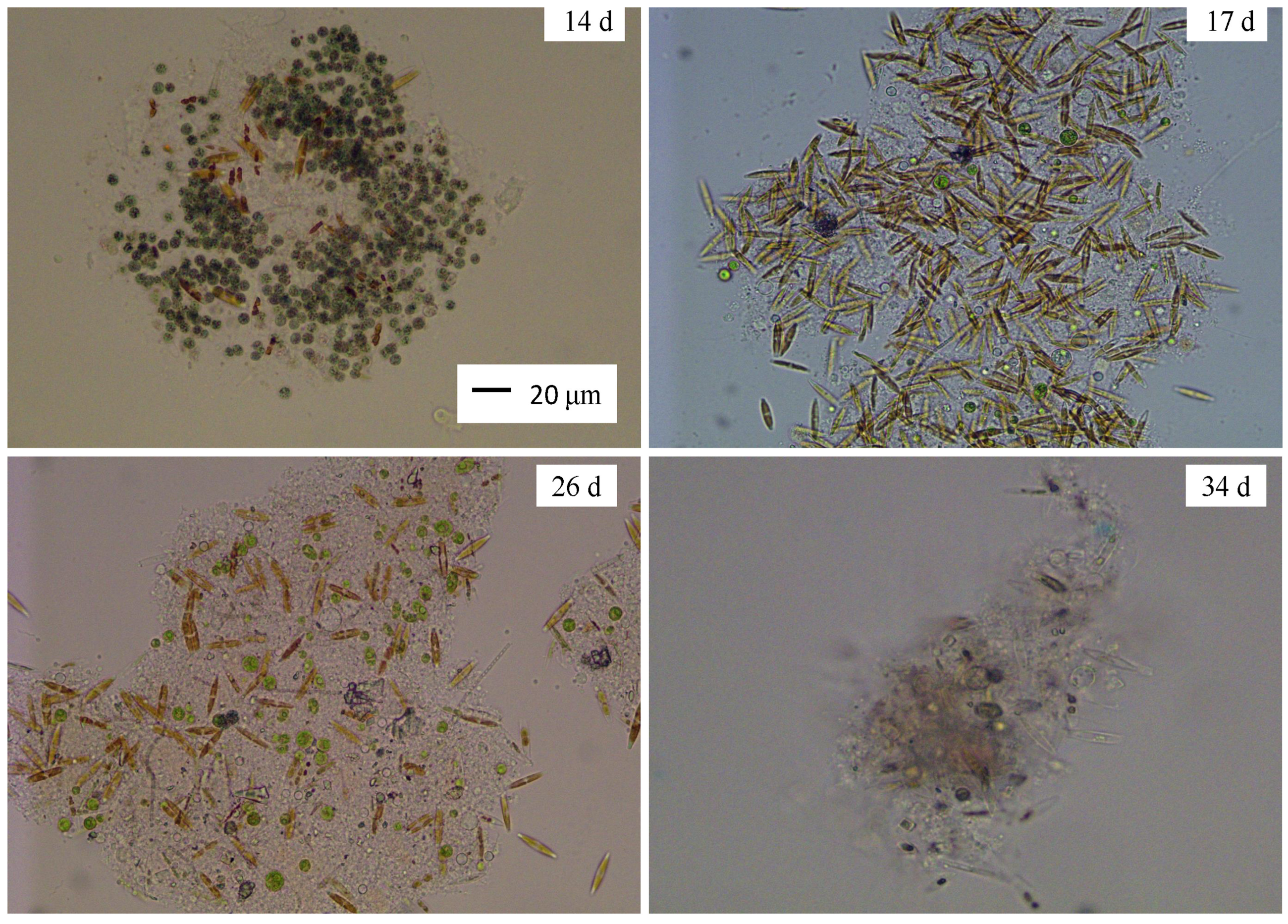 Diversity 16 00695 g007 Diversity 16 00695 g007