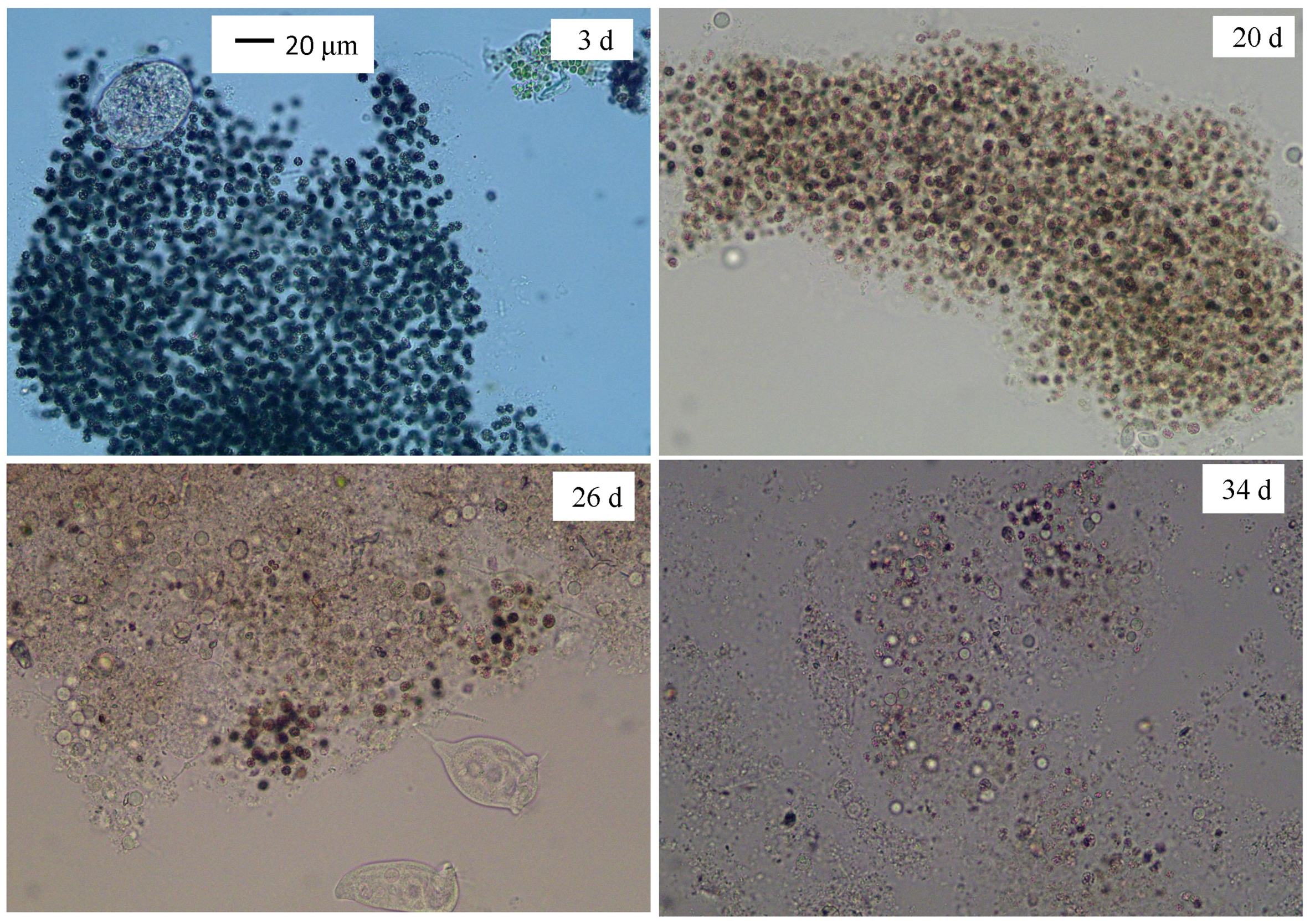 Diversity 16 00695 g009 Diversity 16 00695 g009