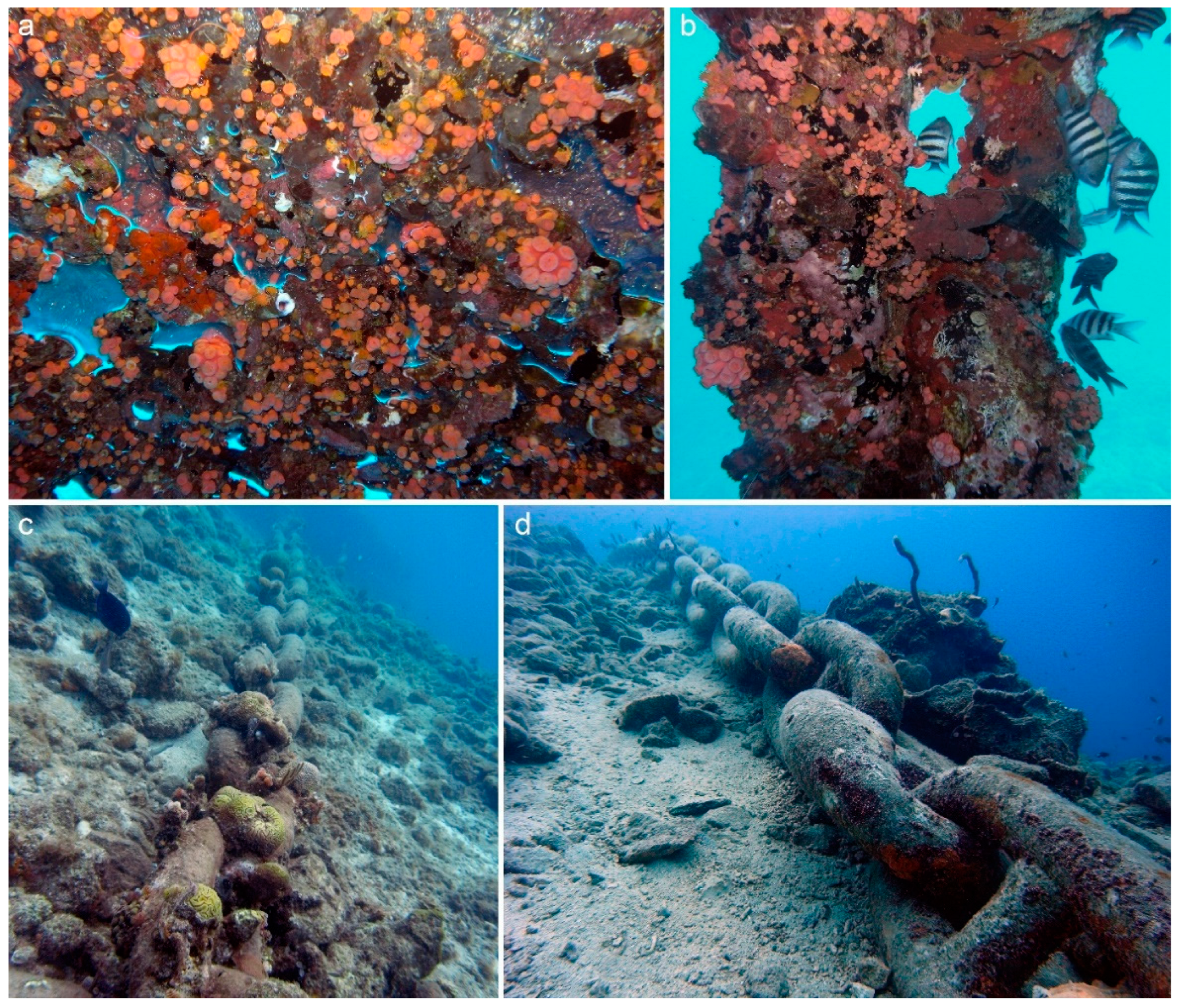 Diversity 16 00697 g004 Diversity 16 00697 g004