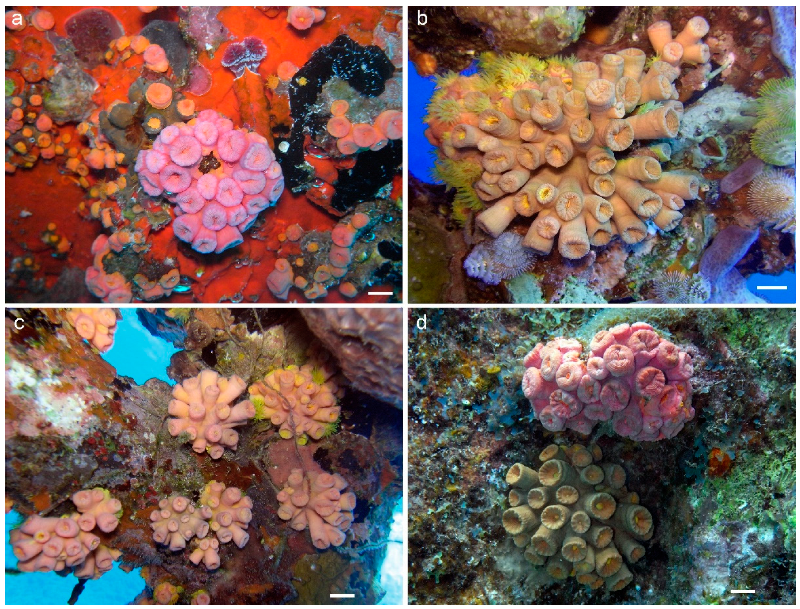 Diversity 16 00697 g005 Diversity 16 00697 g005