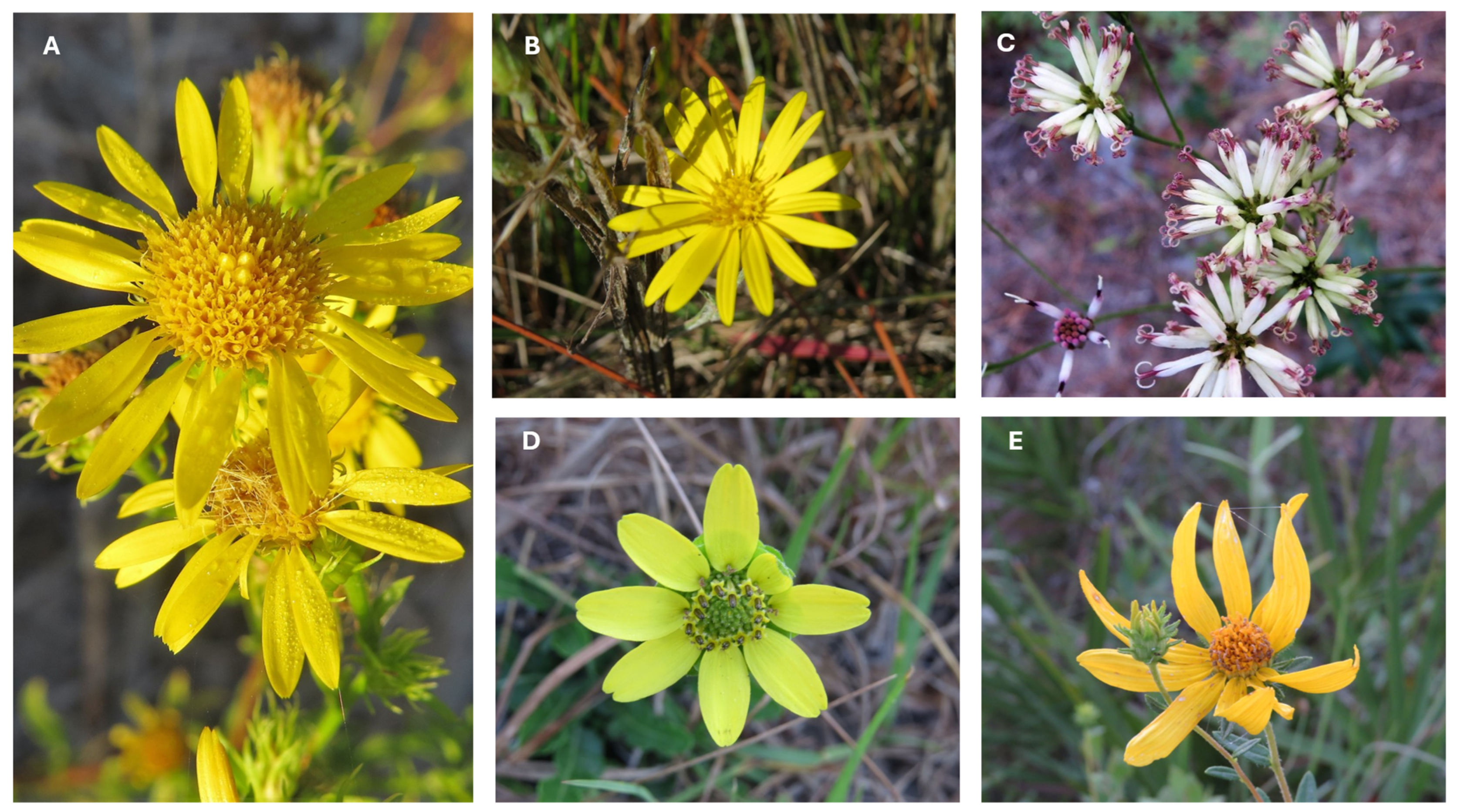 Diversity 16 00705 g001