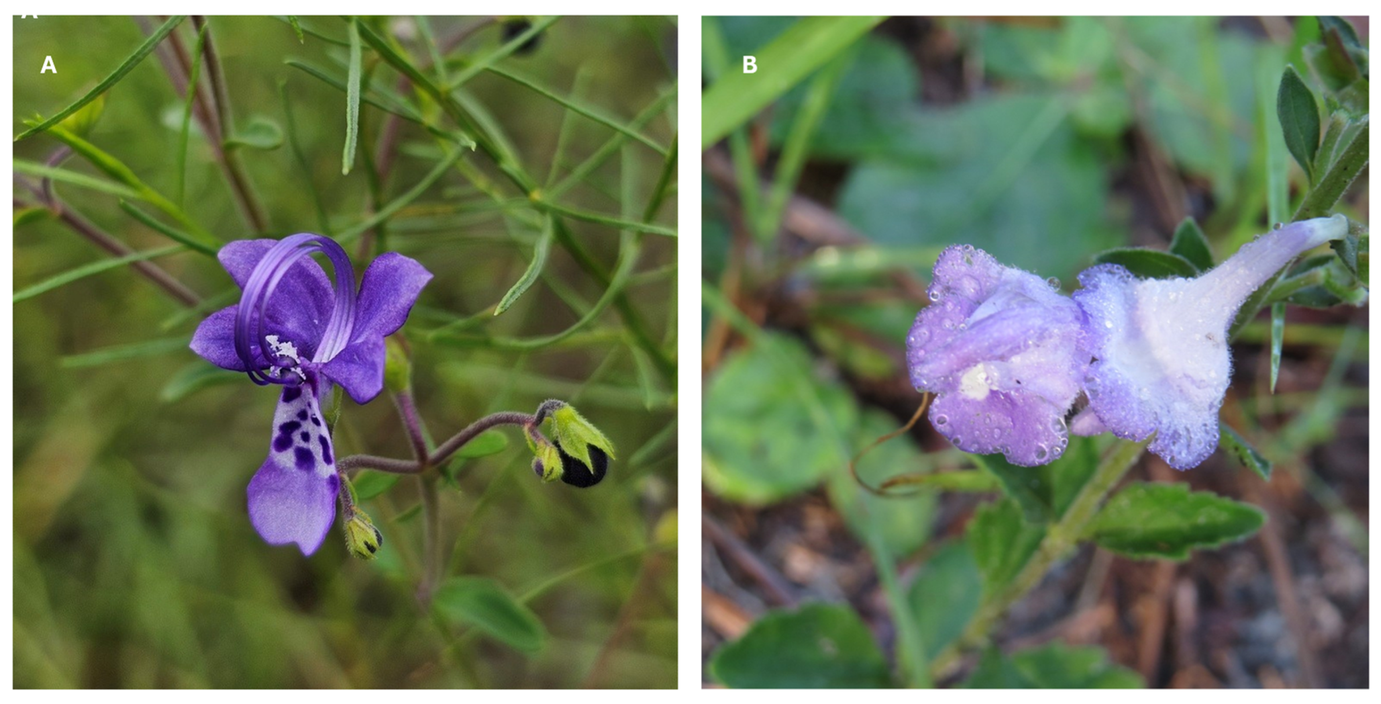 Diversity 16 00705 g004