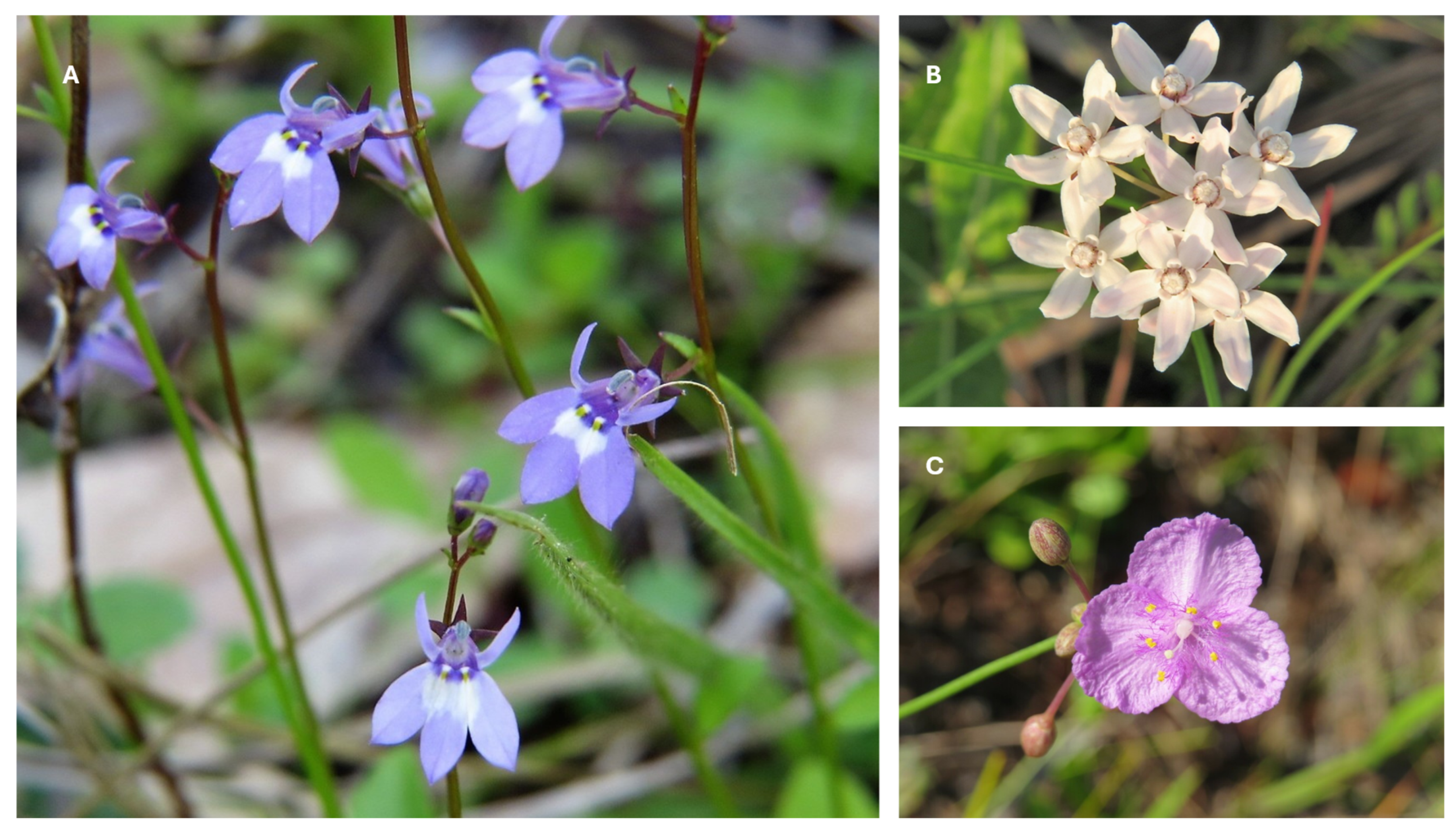 Diversity 16 00705 g005