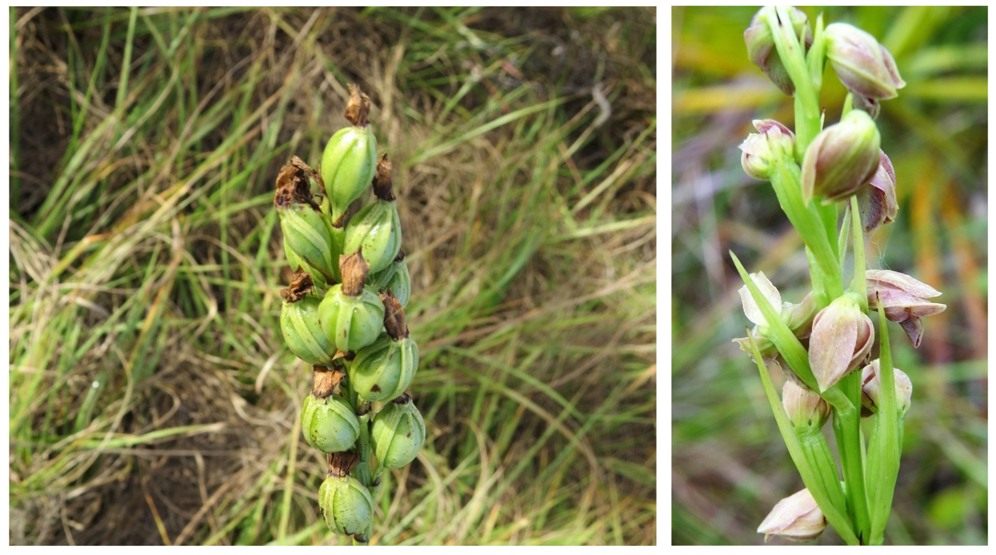 Diversity 16 00705 g008