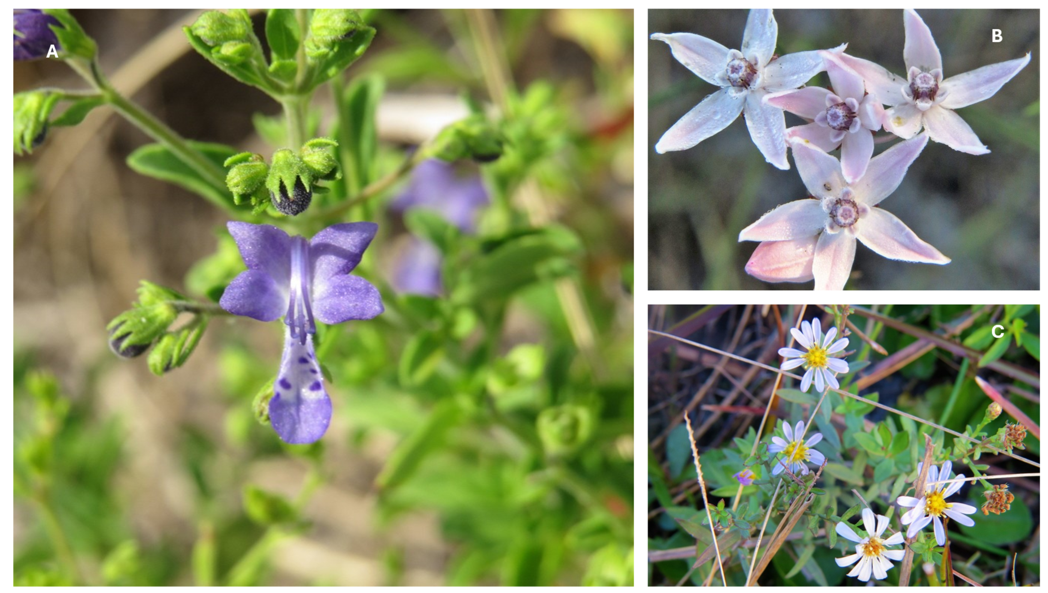 Diversity 16 00705 g010