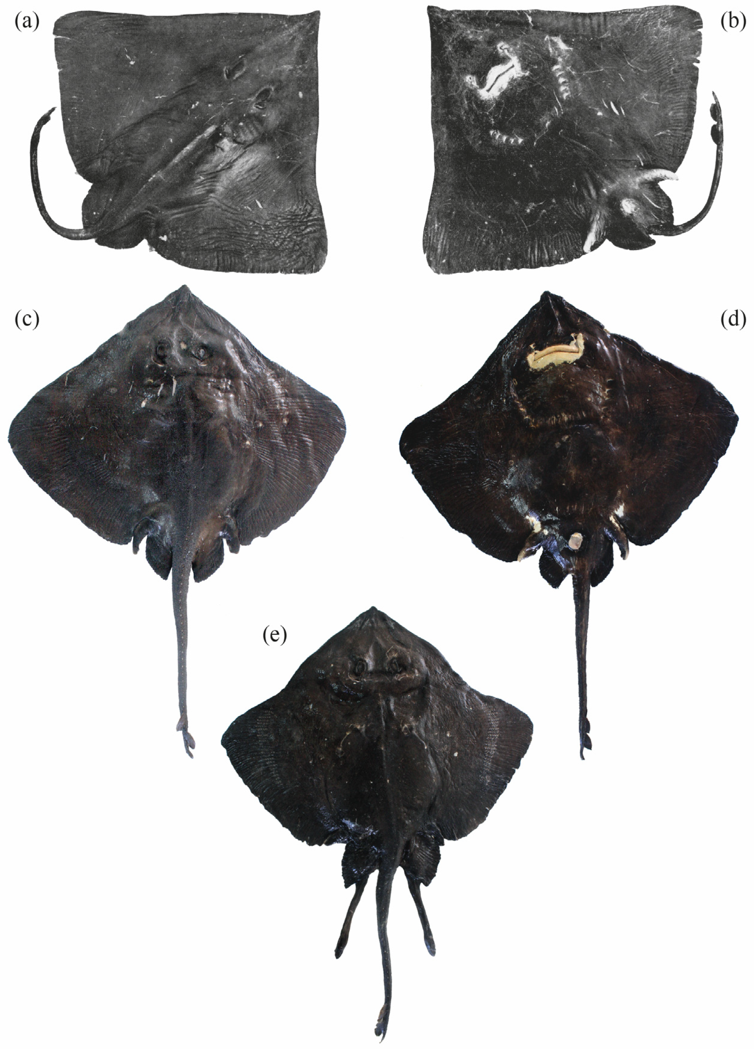 Diversity 16 00709 g002 Diversity 16 00709 g002