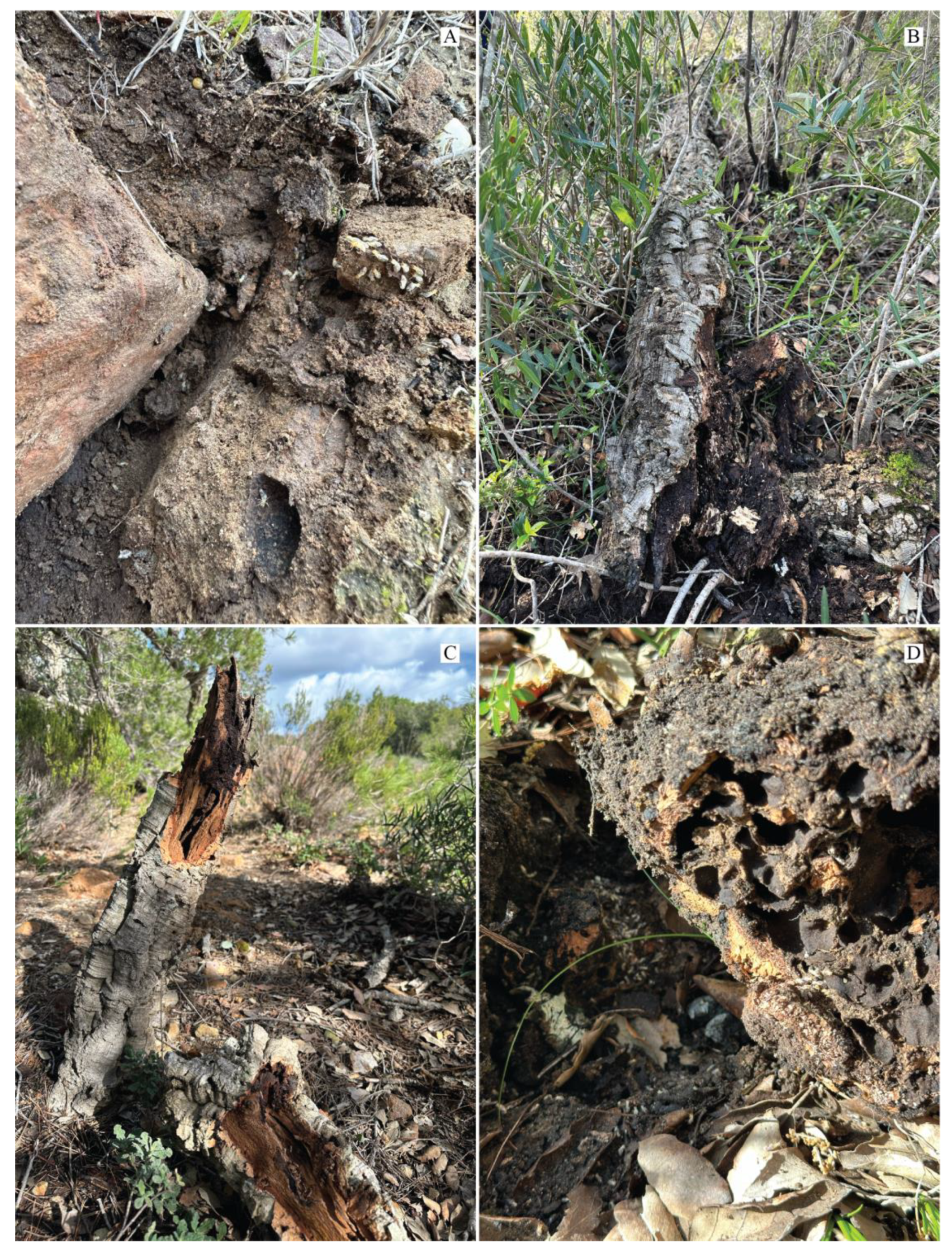 Diversity 16 00714 g002