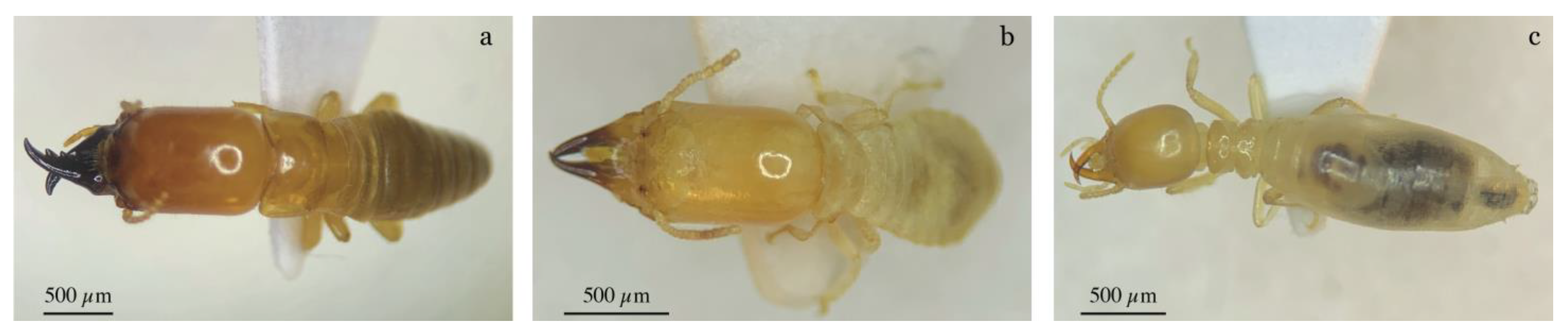 Diversity 16 00714 g003